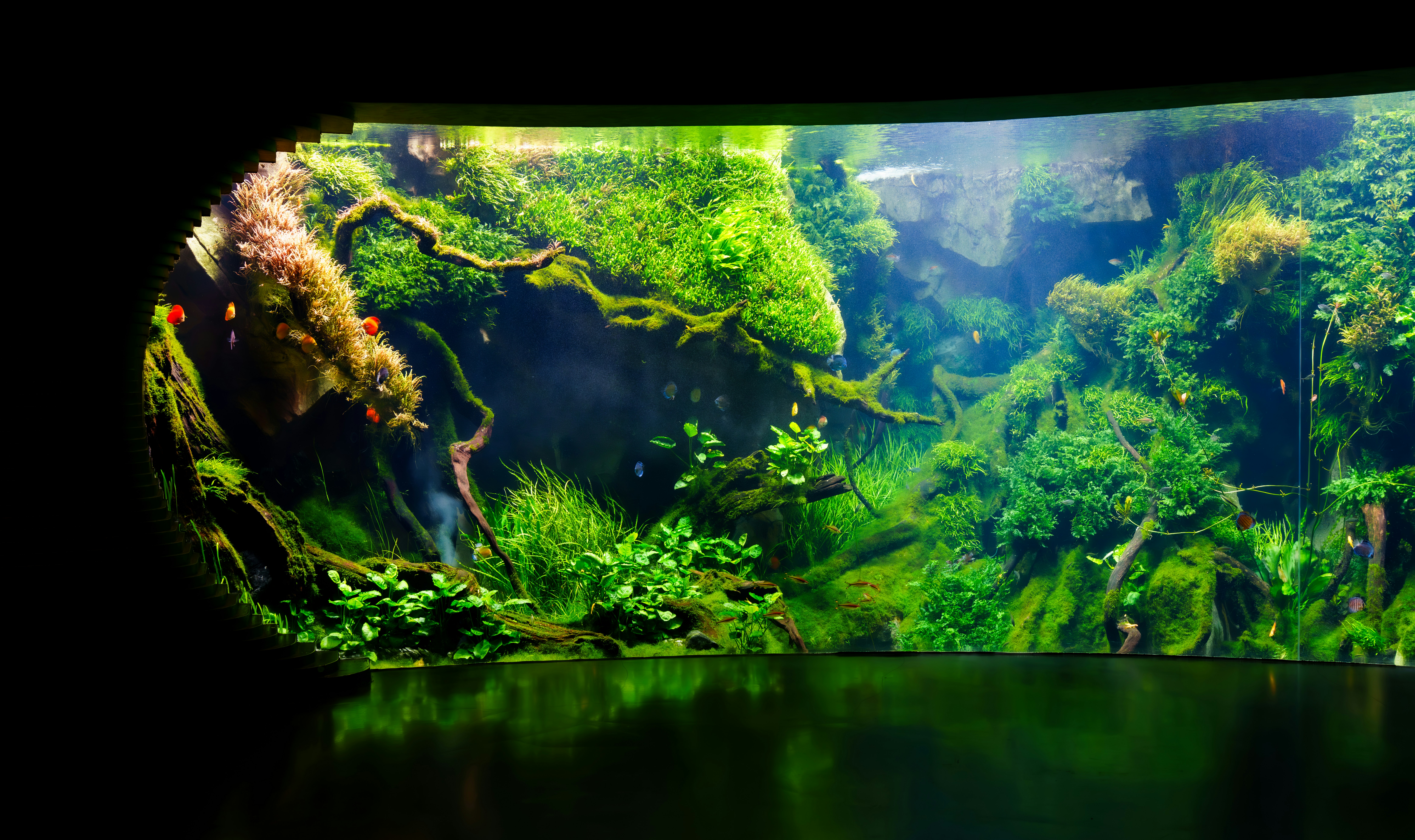 A lush green aquascape with dense aquatic plants and moss.
