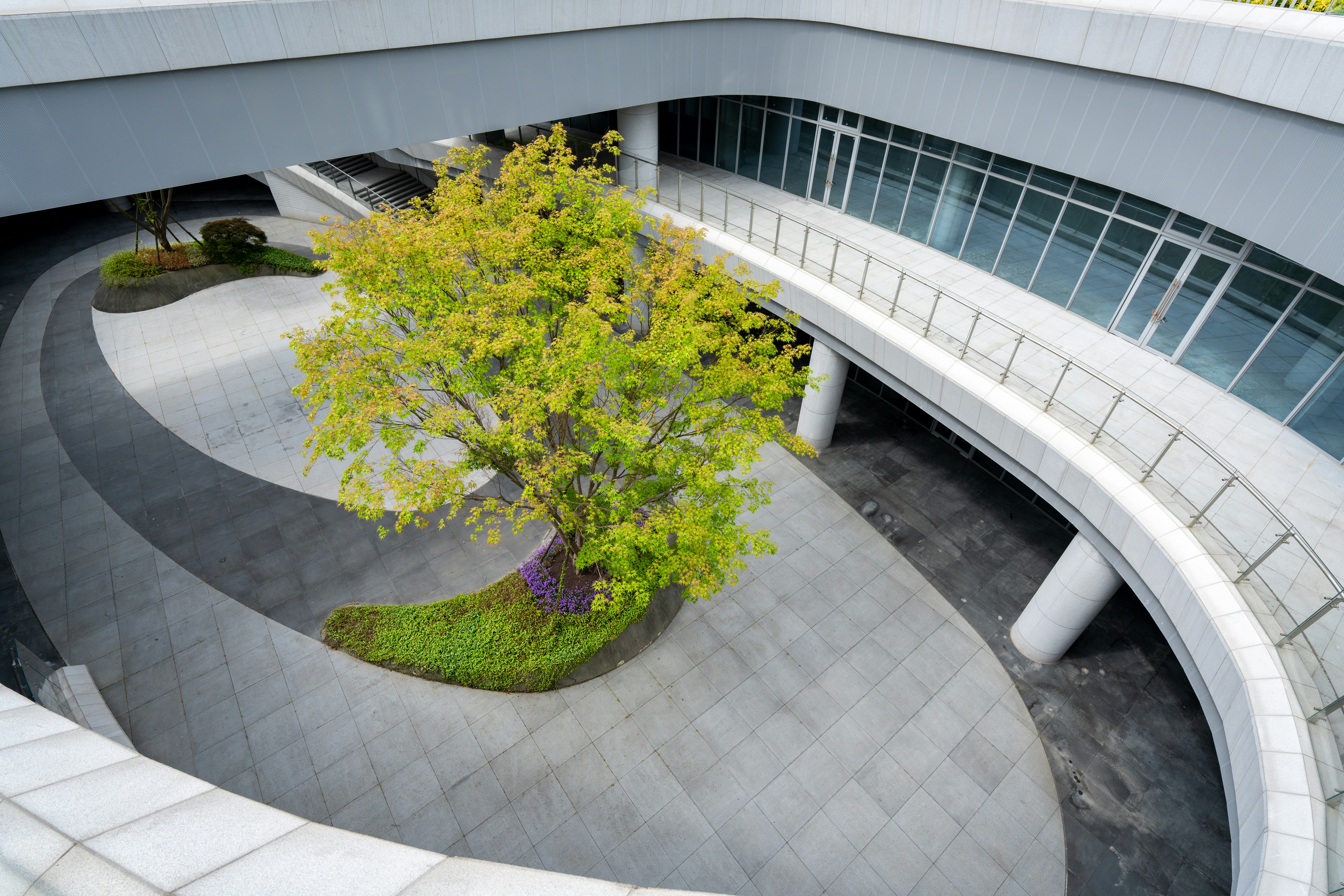 Modern building courtyard with a green tree and curved pathways.