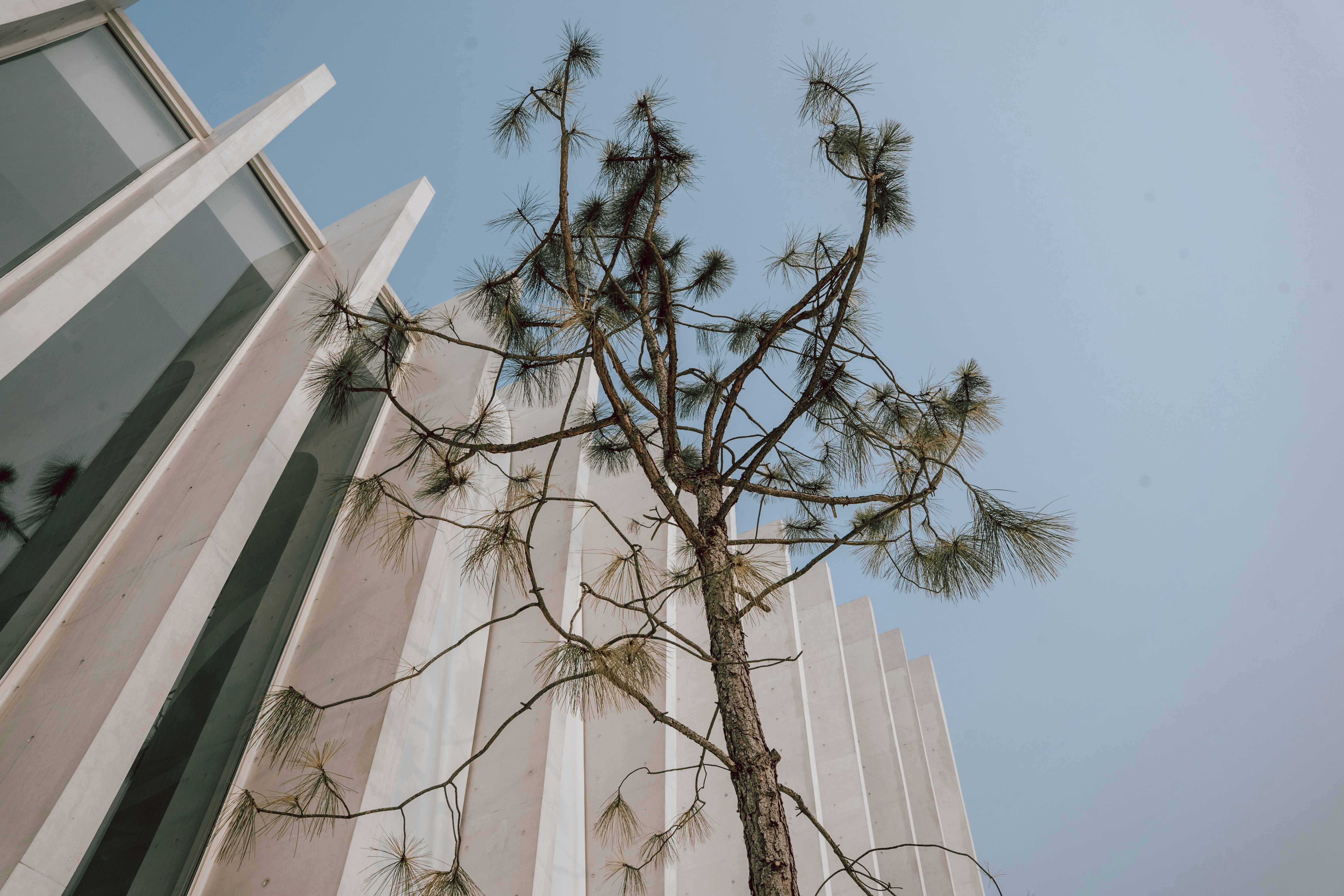 A pine tree stands next to a modern building.