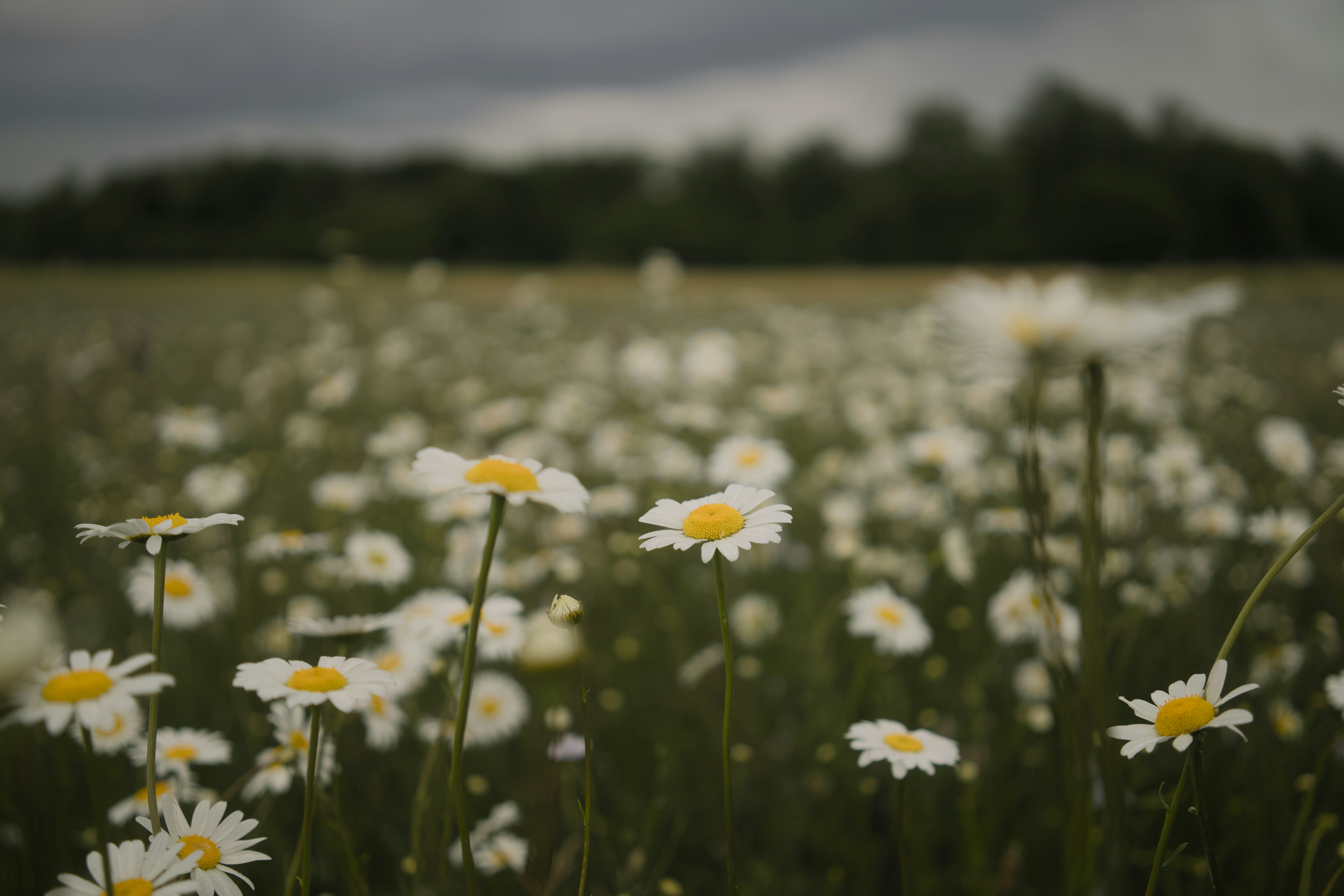 Un vaste champ de marguerites blanches sous un ciel nuageux.