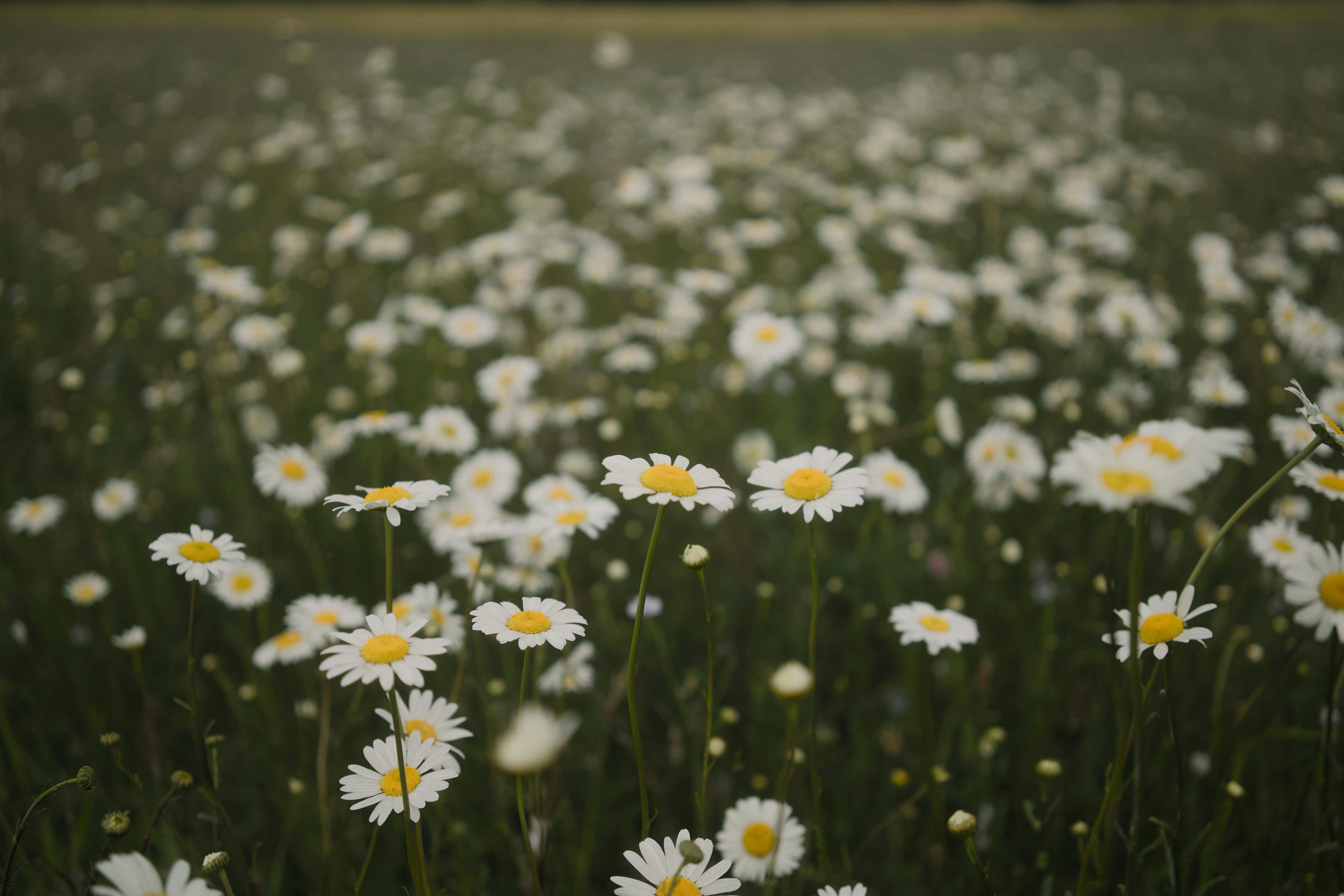 Photo by erwanhesry