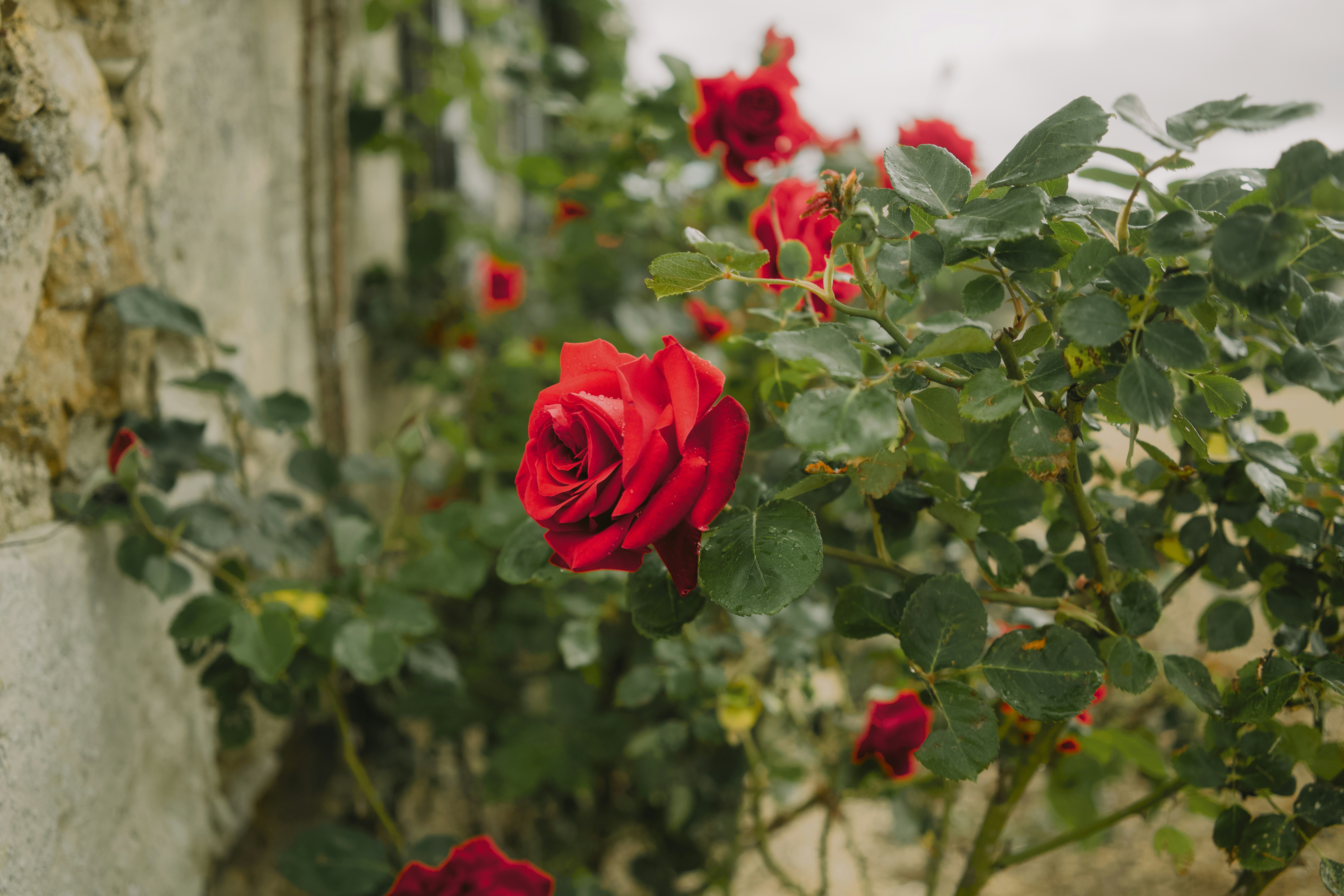 Des roses rouges épanouissant à côté d’un vieux mur de pierre.