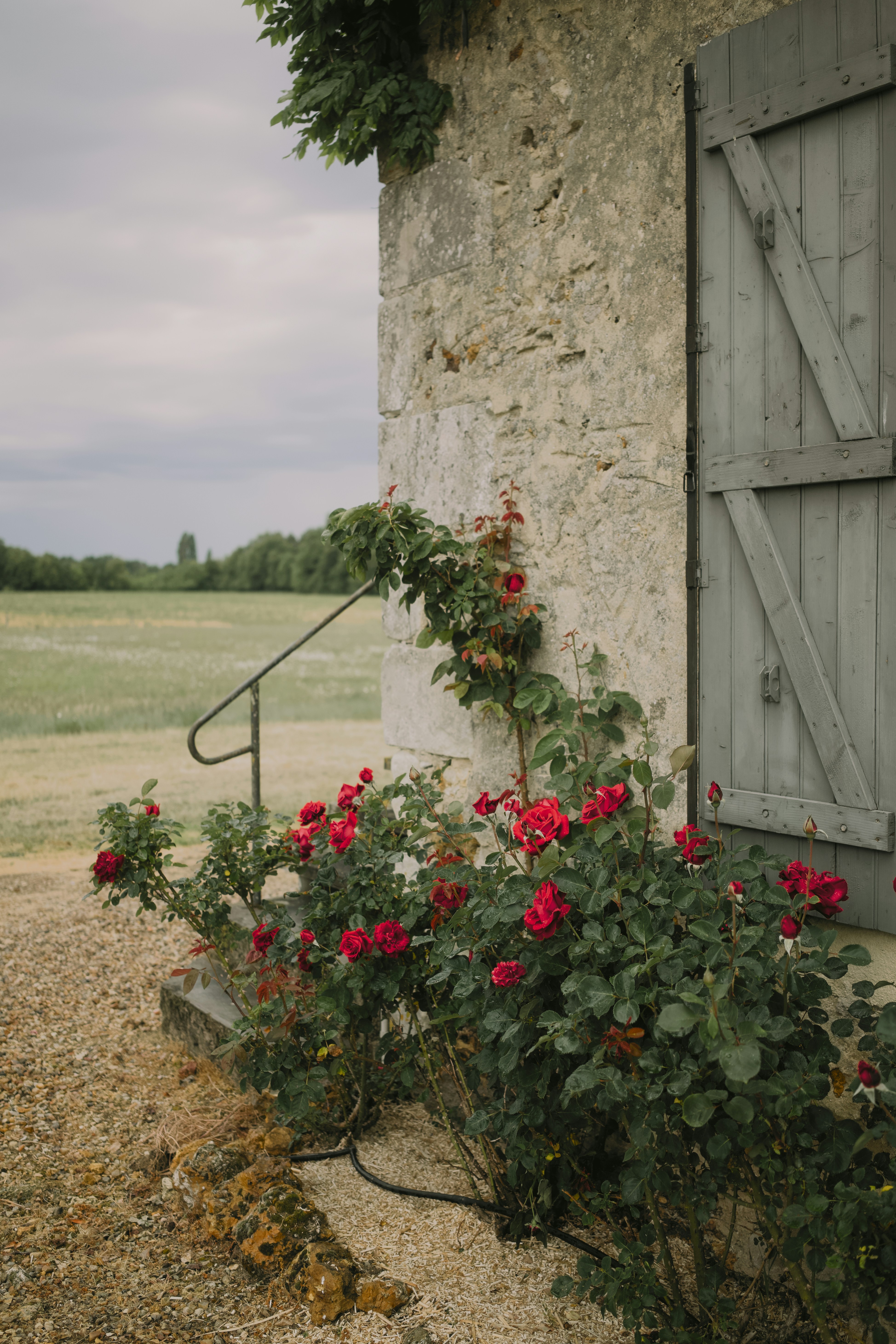 Des roses rouges fleurissent à côté d’un bâtiment en pierre avec des volets en bois.