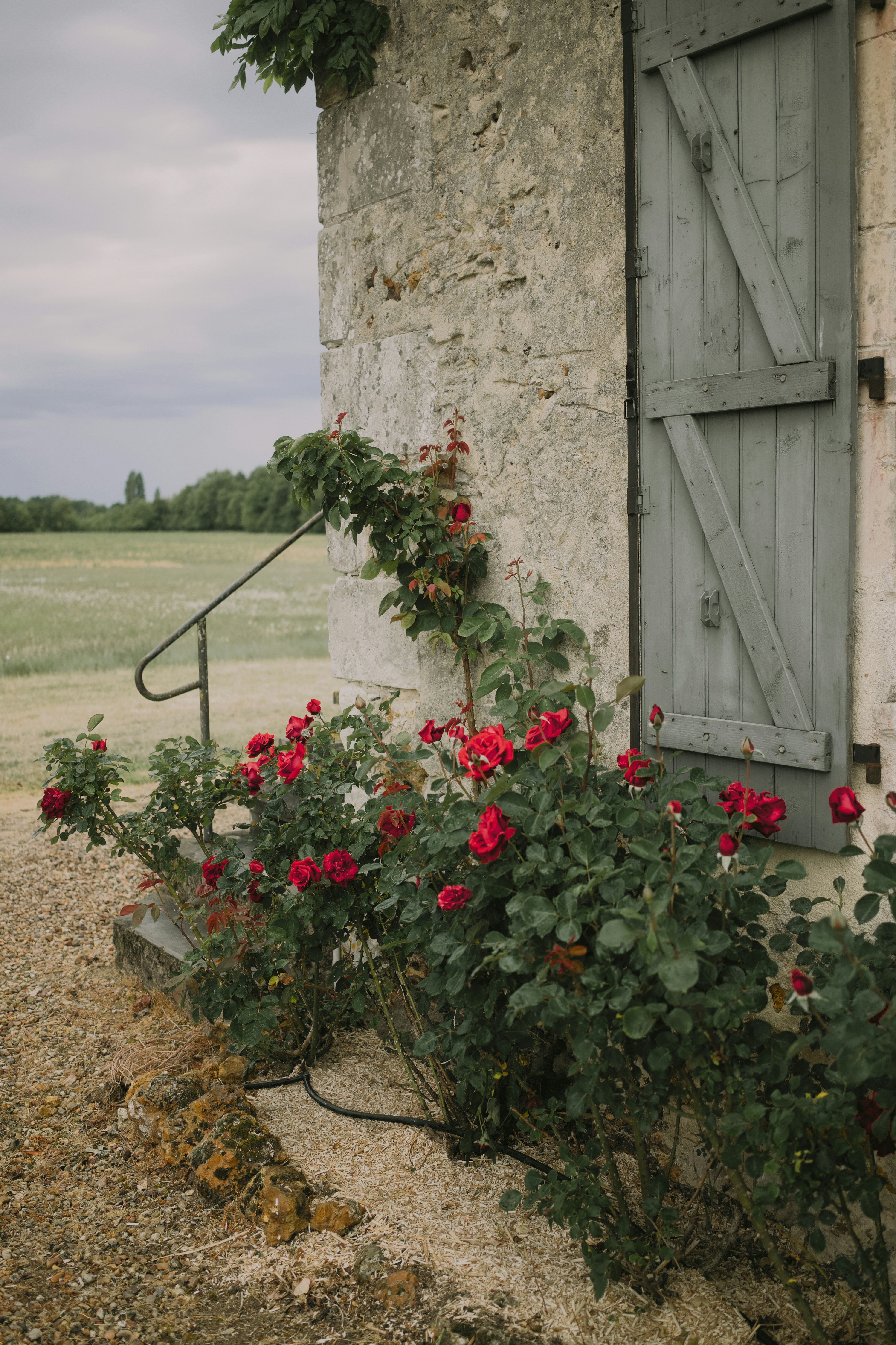 Des roses rouges fleurissent à côté d’un bâtiment en pierre aux volets bleus.