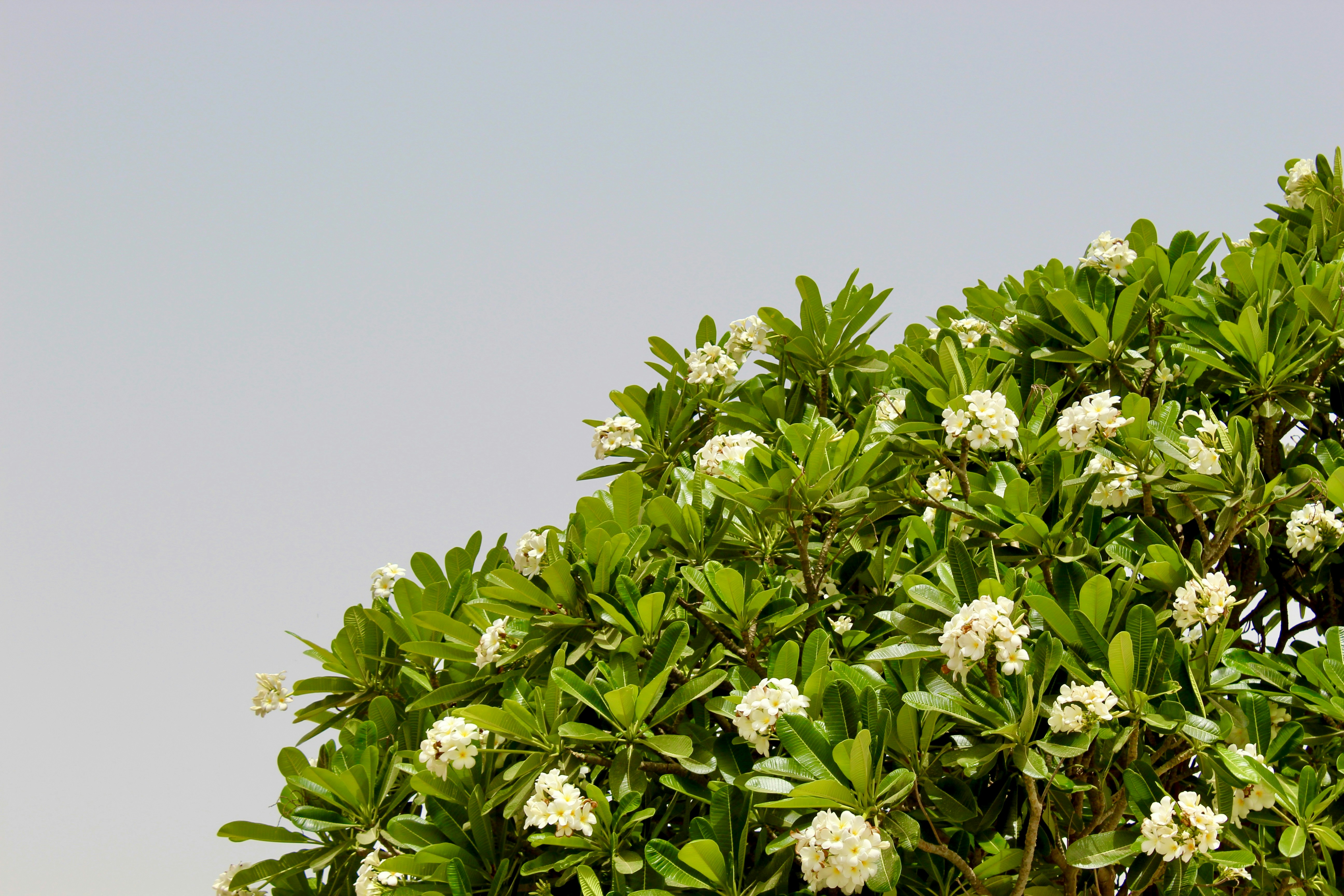 Green tree with white flowers against a clear sky