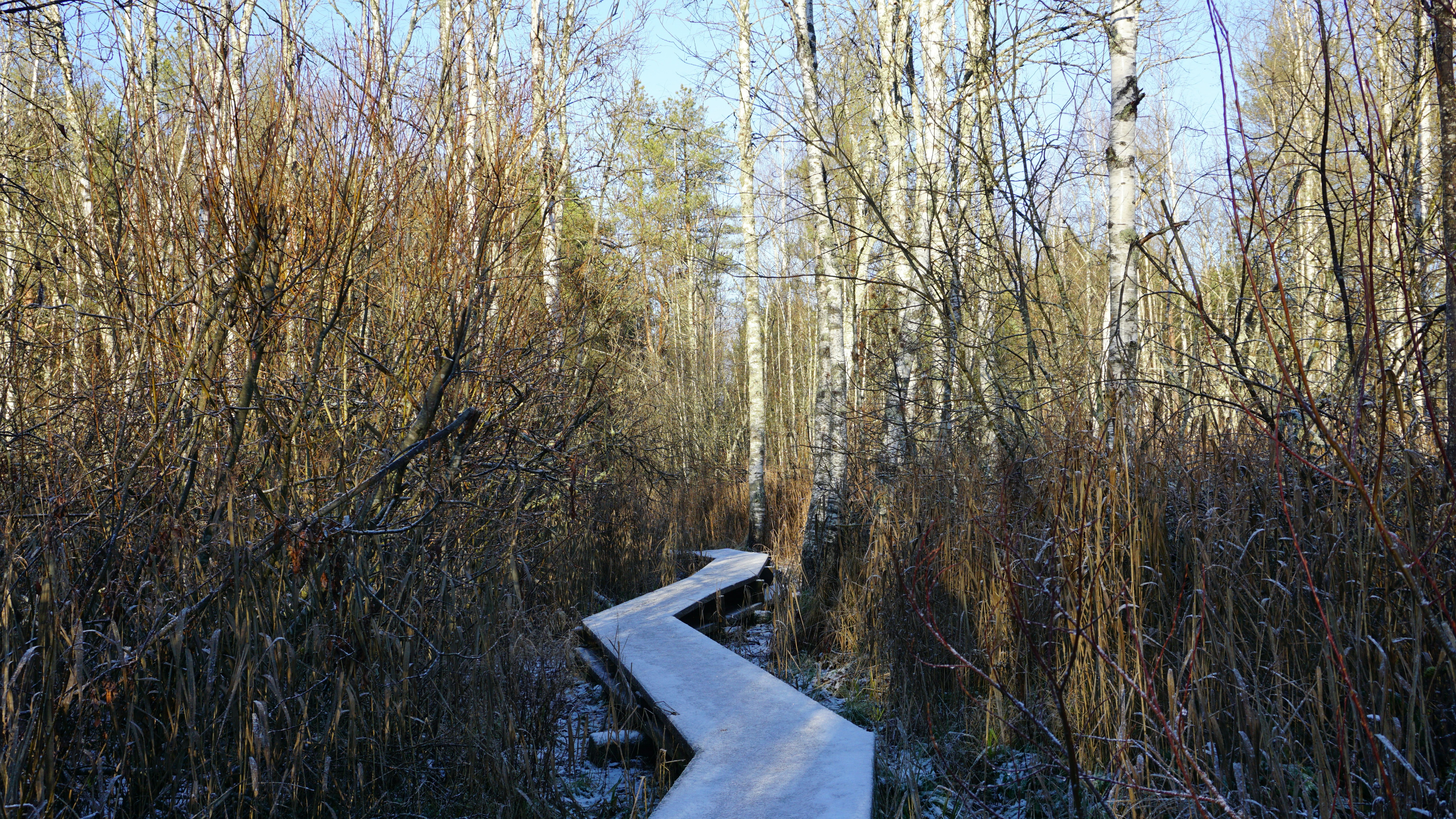 A winding wooden boardwalk through a frosty winter forest