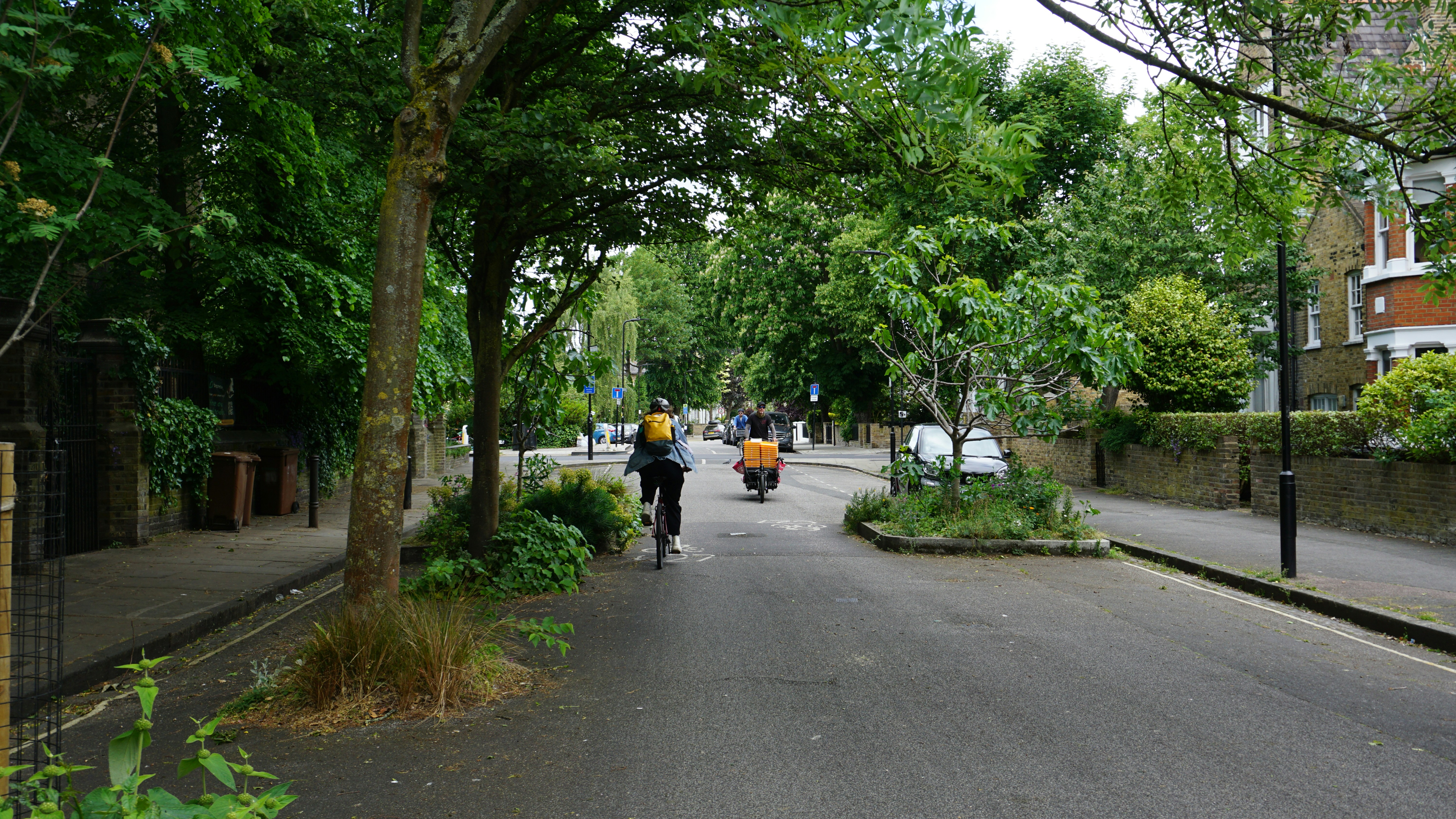 Person cycling down a tree-lined residential street