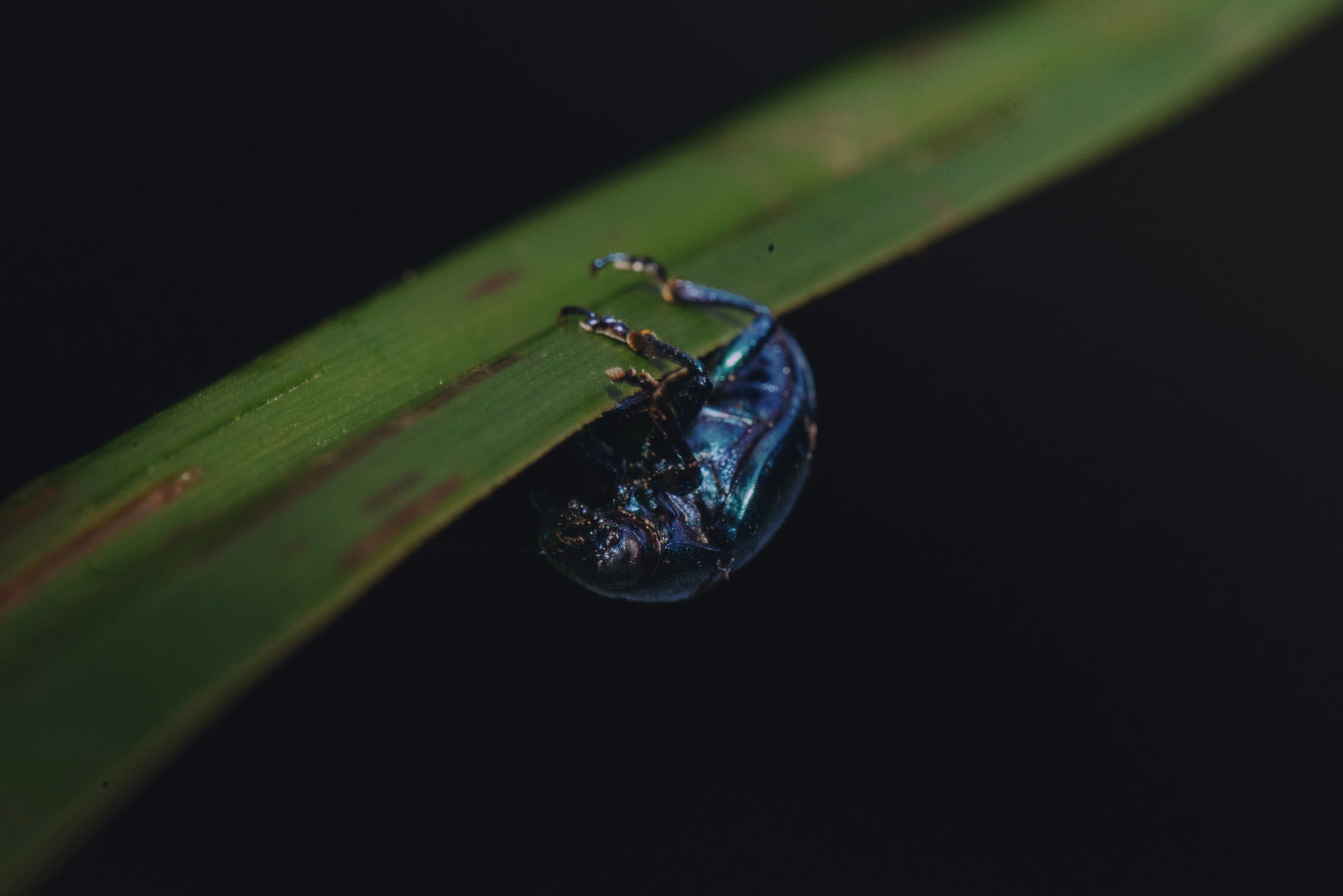 Dark iridescent beetle clinging to a green leaf.