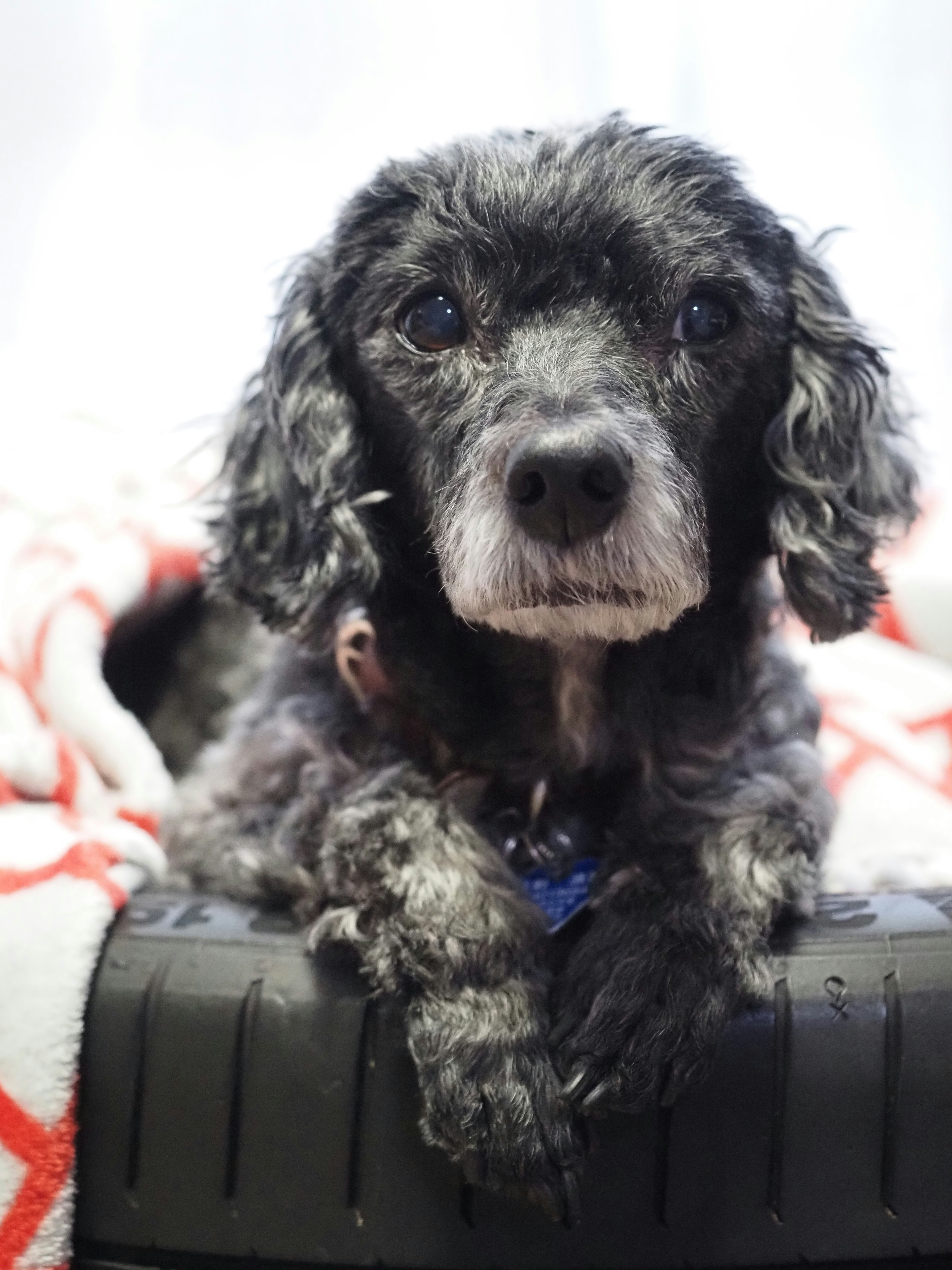 Un chien noir à poils bouclés avec un museau gris reposant
