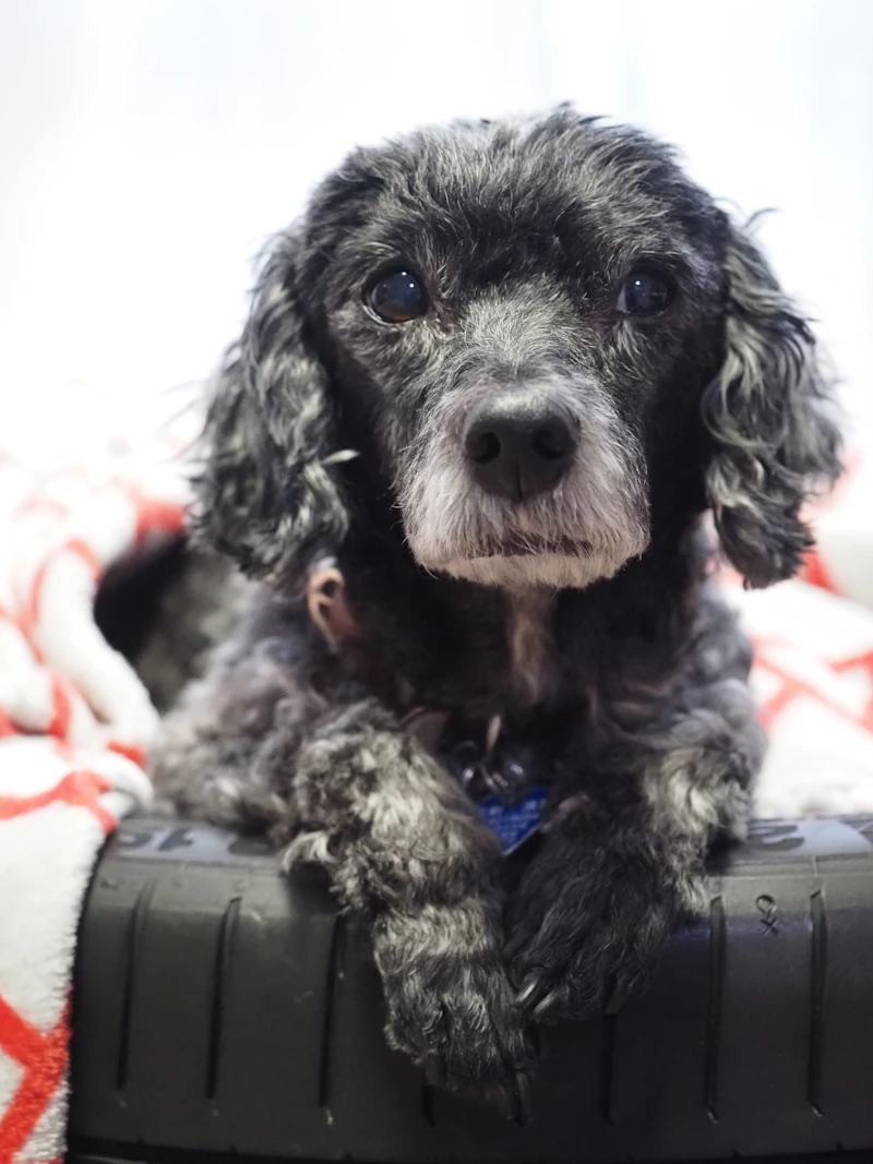 A black curly-coated senior dog with a grey muzzle resting its chin on a soft surface