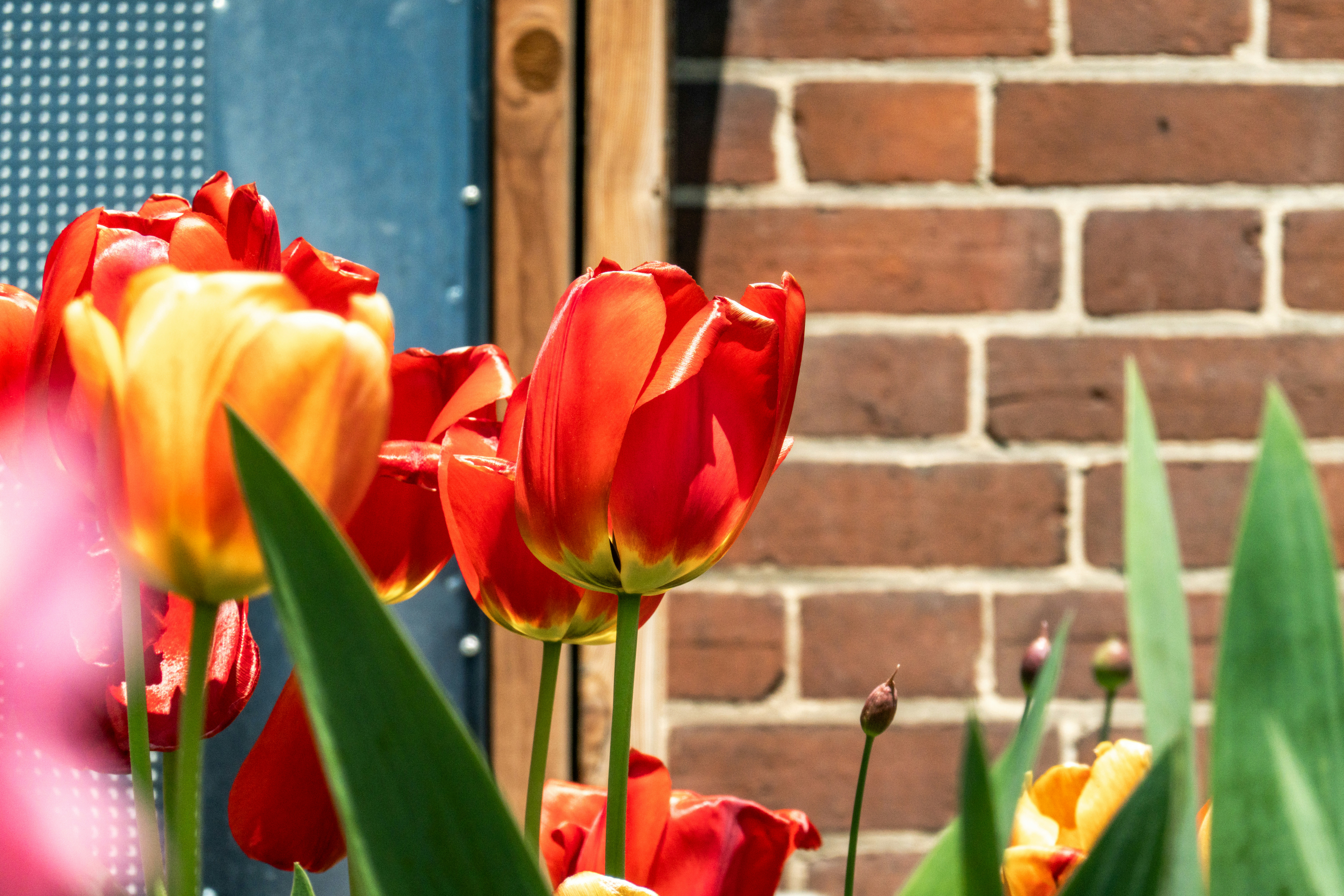Vibrant red and yellow tulips bloom against a brick wall.