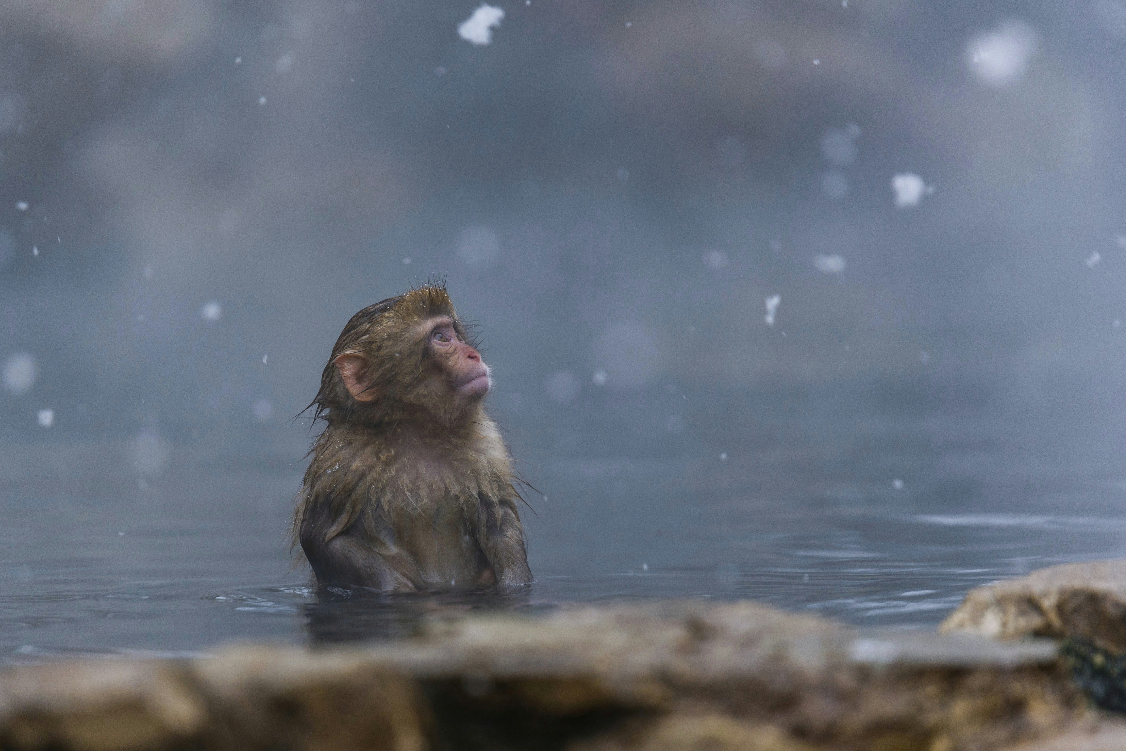A monkey stands in a hot spring as snow falls.