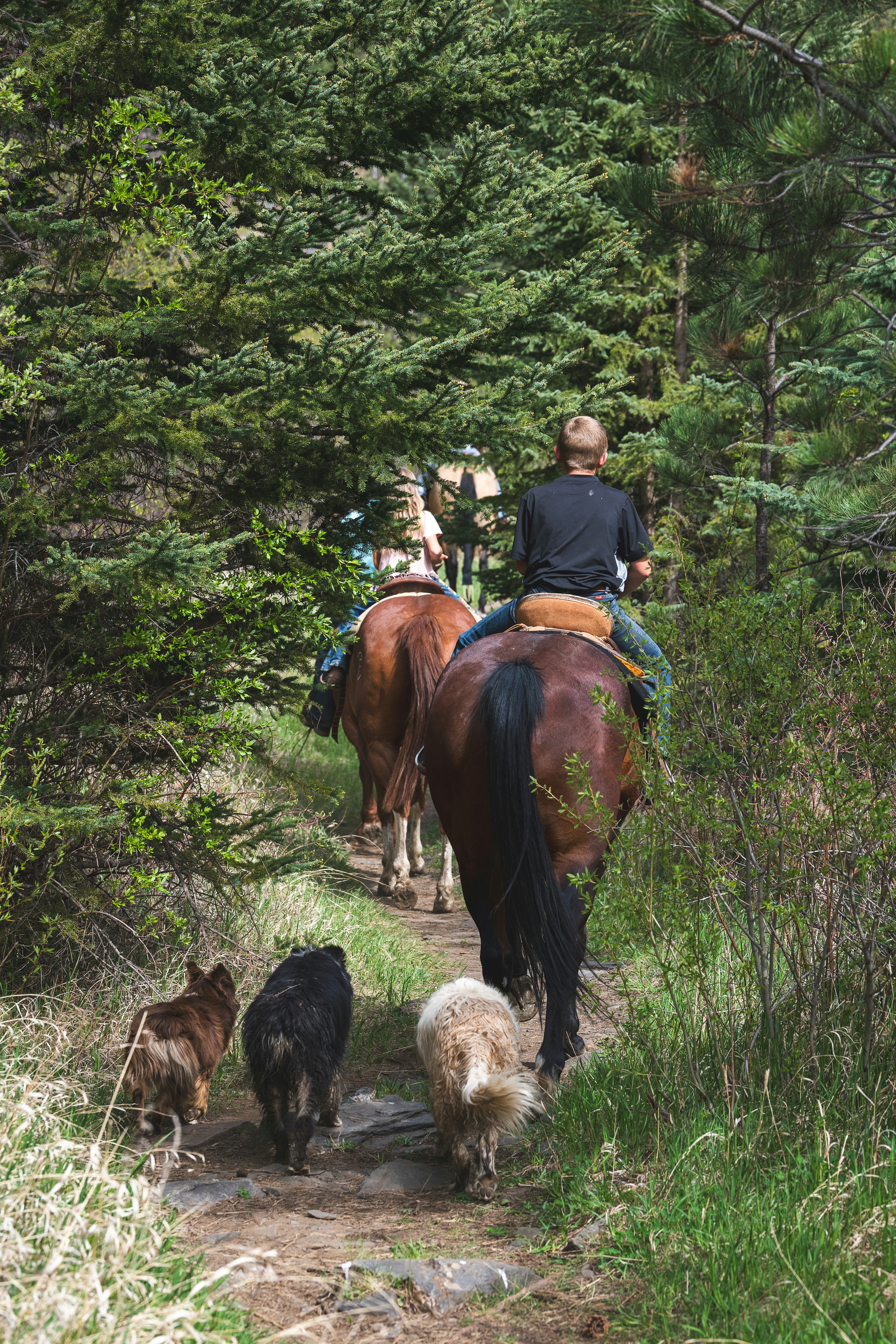 Pessoas montando a cavalo com cachorros em uma trilha na floresta.