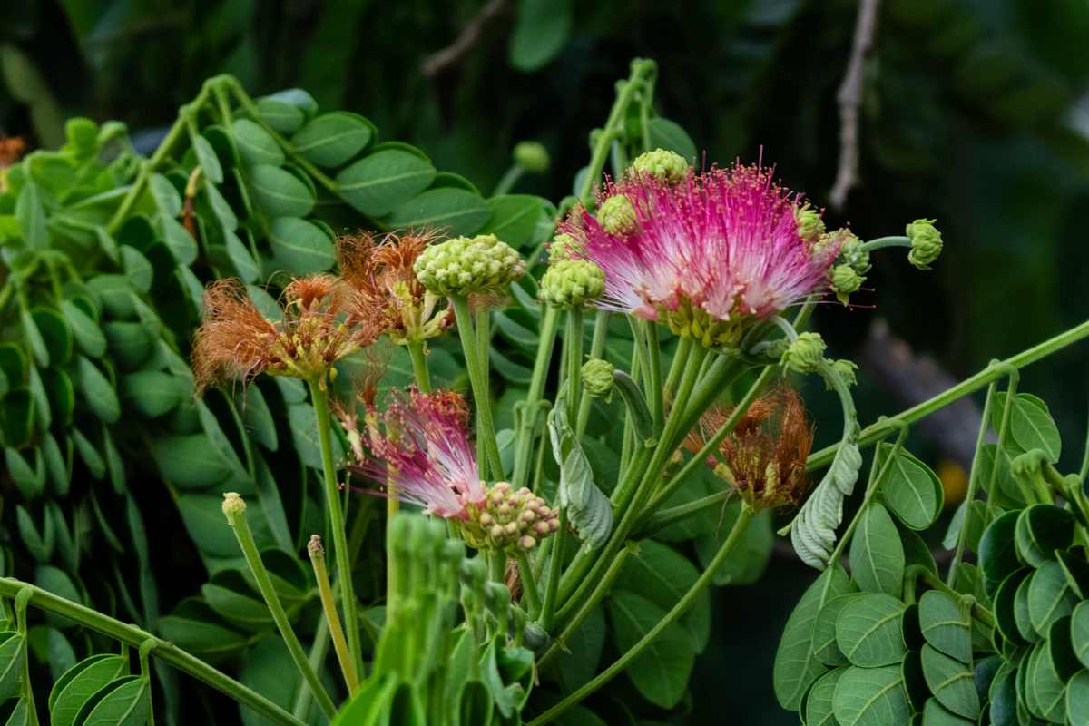 Rain Tree Monkey Pod Samanea Saman Massive Canopy India — PlantCare