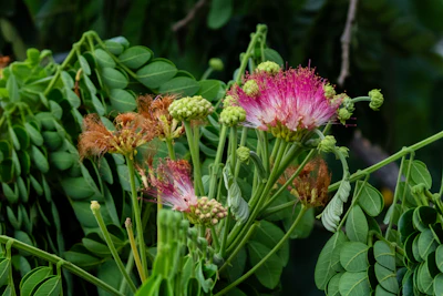 Rain Tree Monkey Pod Samanea Saman Massive Canopy India — PlantCare