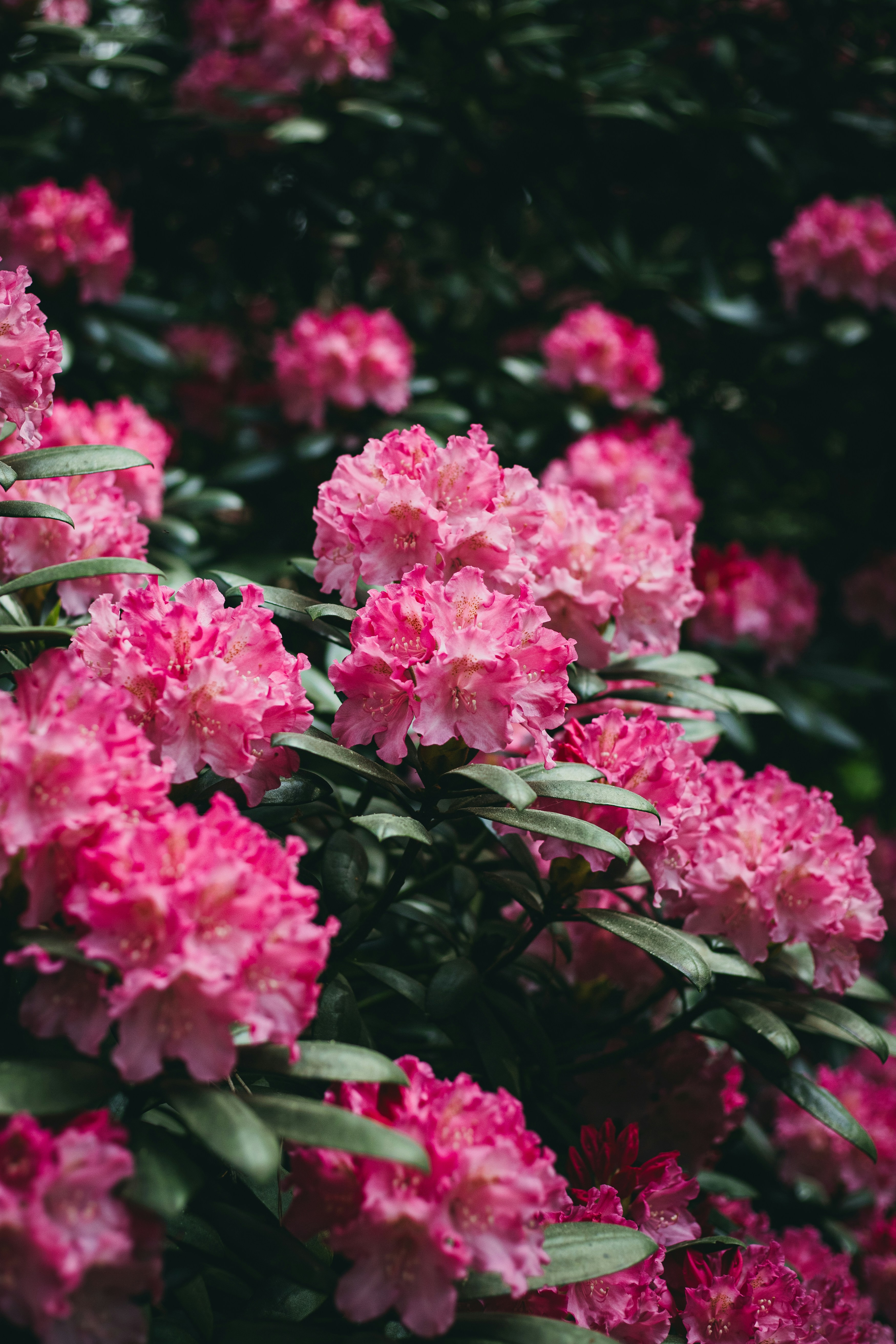 Photo by viikster