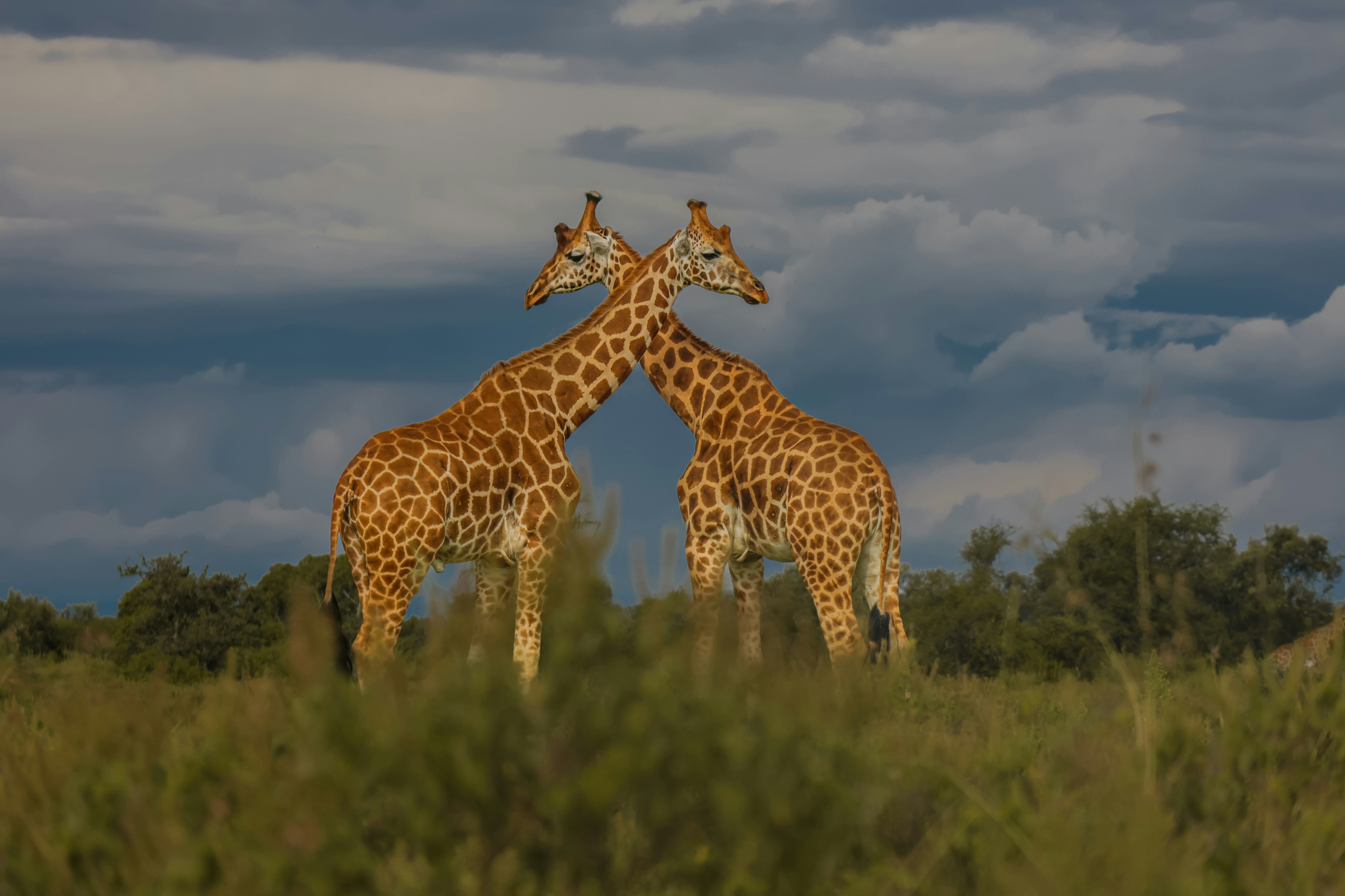 Photo by kenkariuki