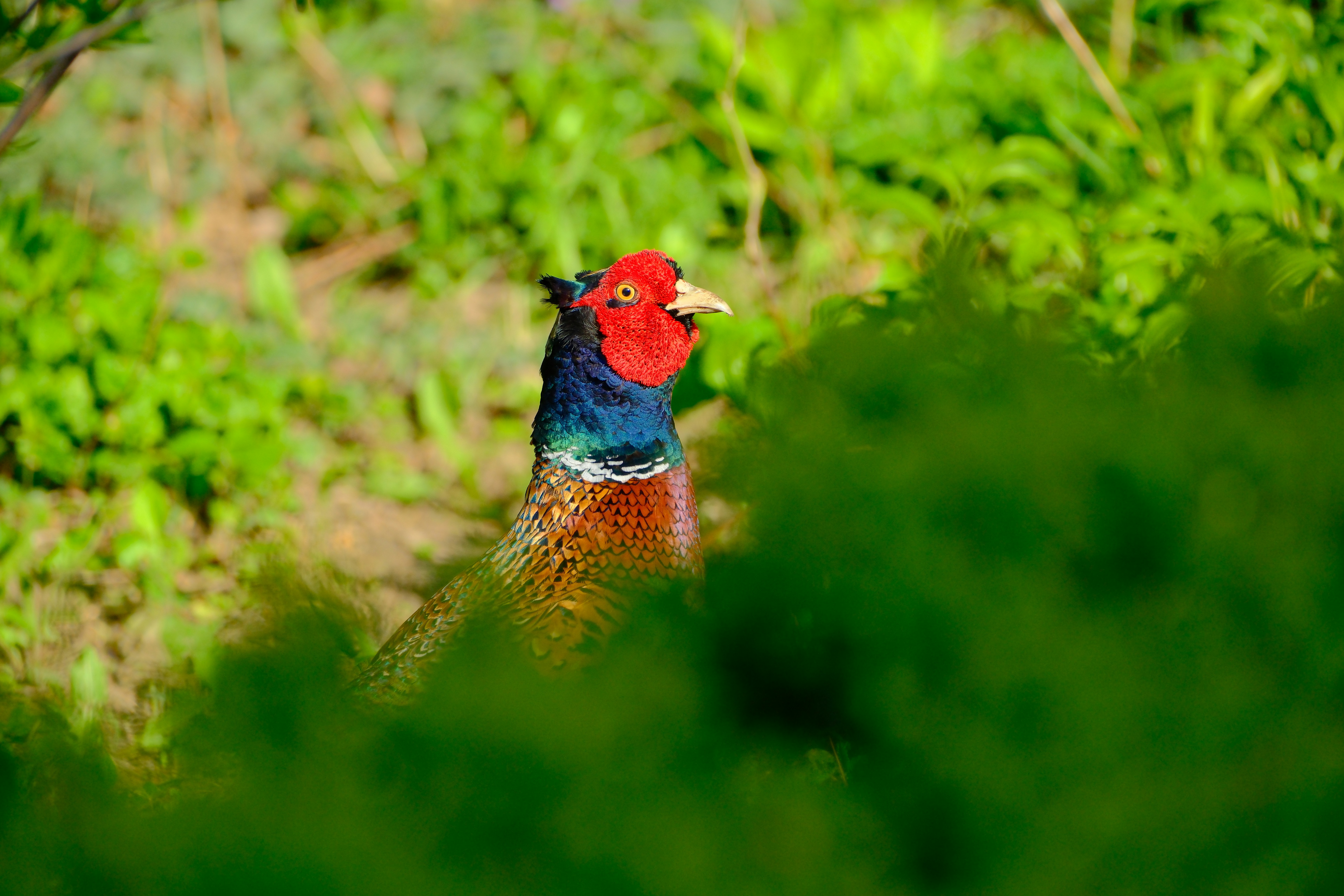 Wild pheasant trying to hide in a bush