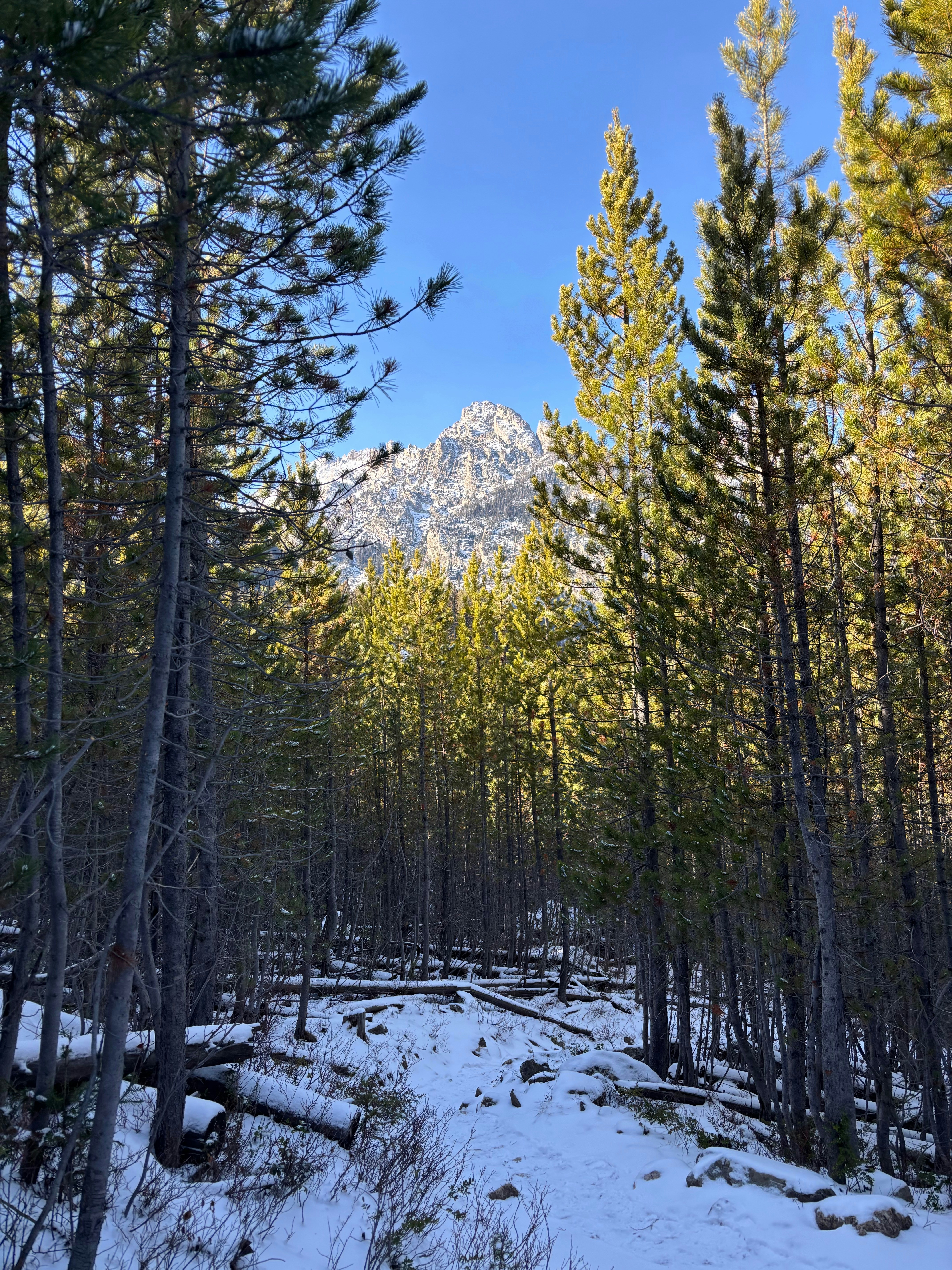 A snowy forest path leading to a majestic mountain peak.
