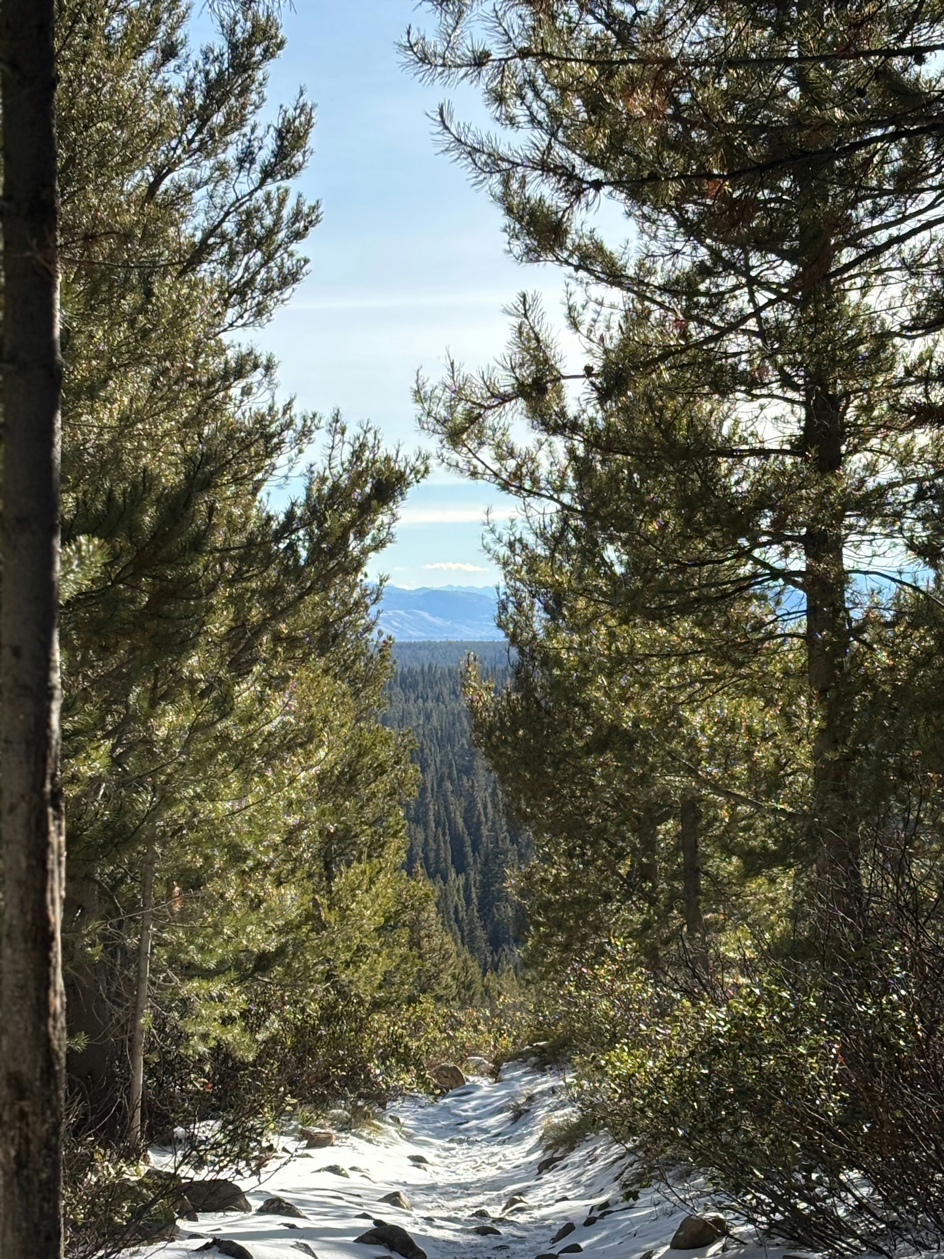 Winter forest path framed by pine trees with distant mountains.