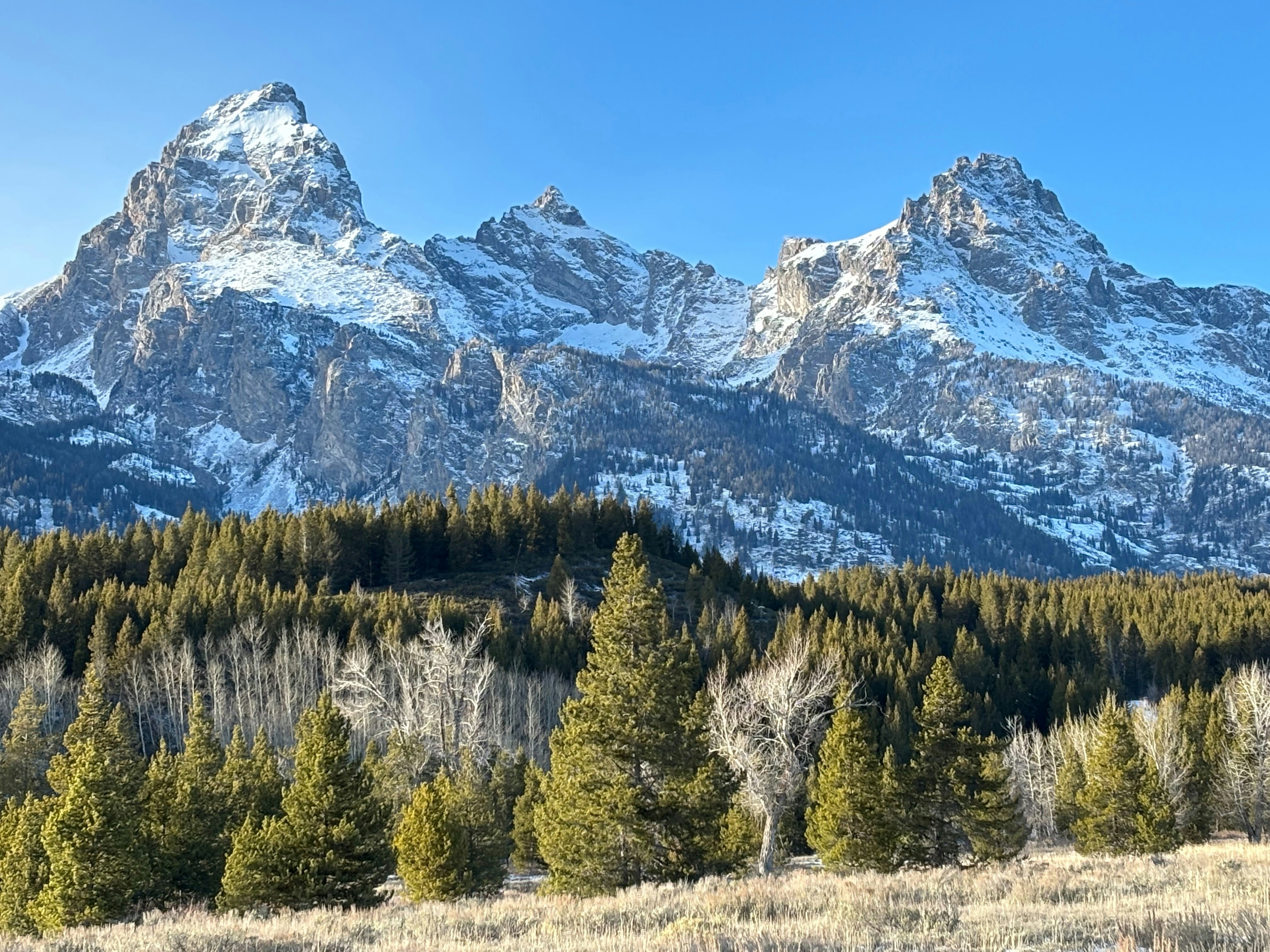 Snow-capped mountains rise above a forest under a clear sky.