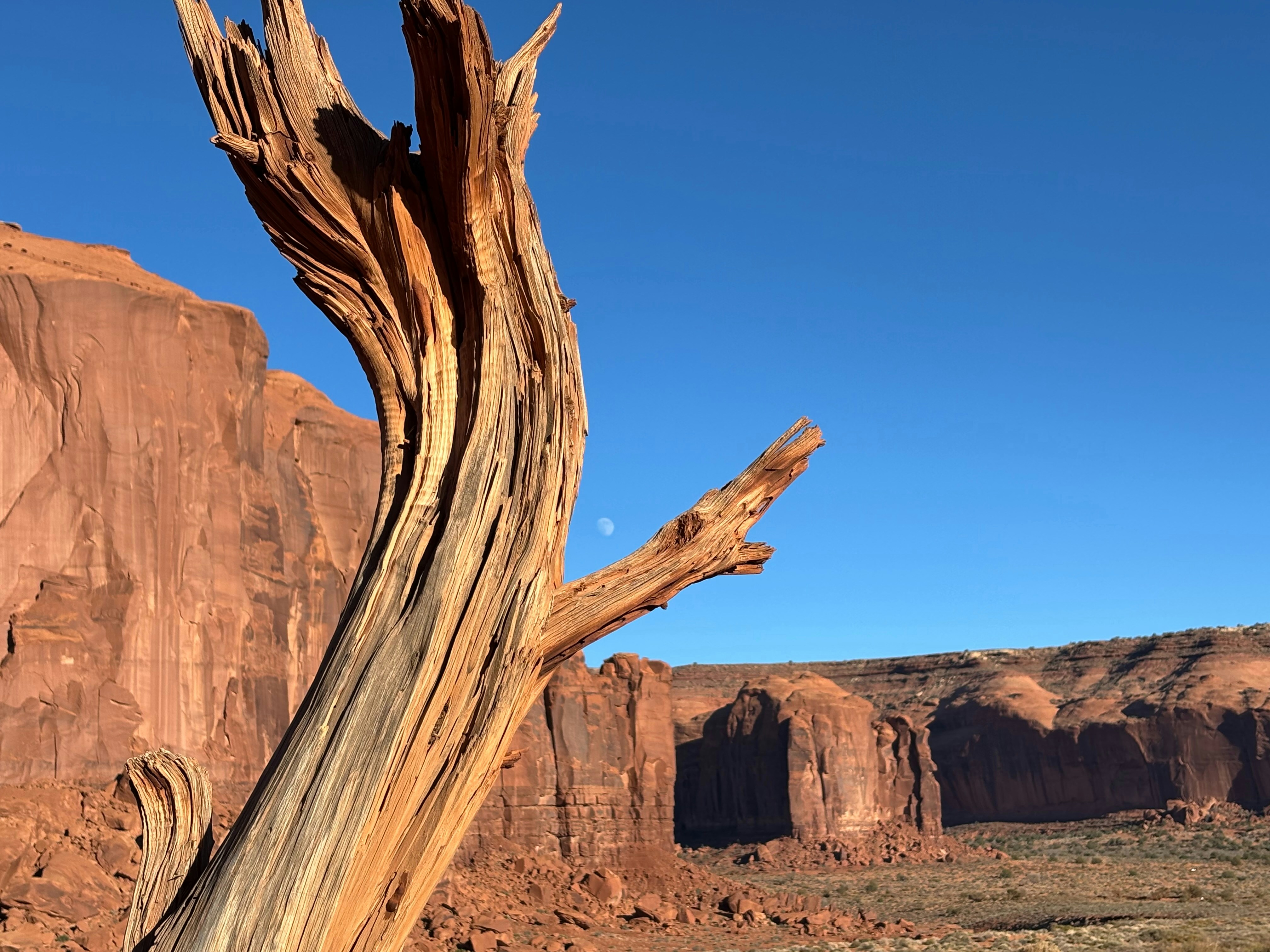 Weathered tree trunk, red desert landscape under clear blue sky.