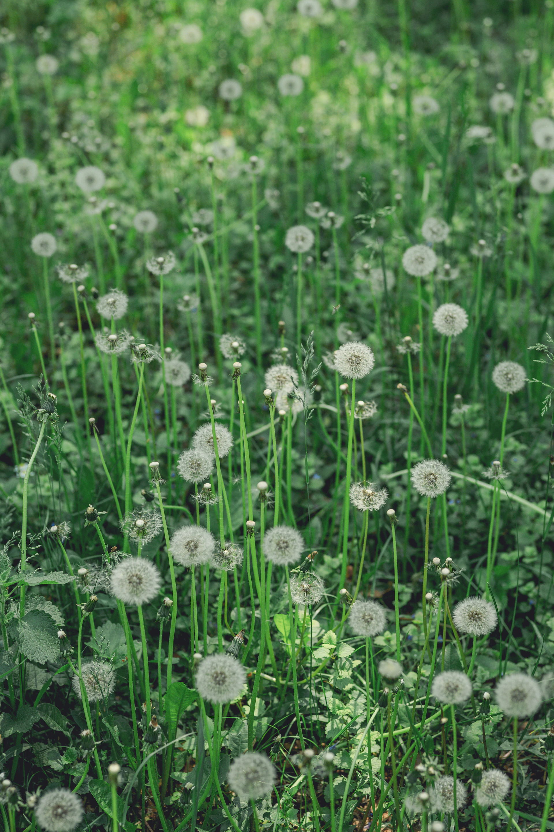 A field of white dandelions in green grass.