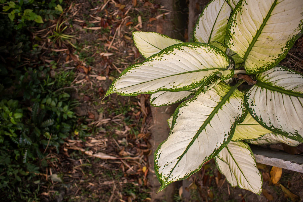 Variegated plant with white and green leaves on brown ground