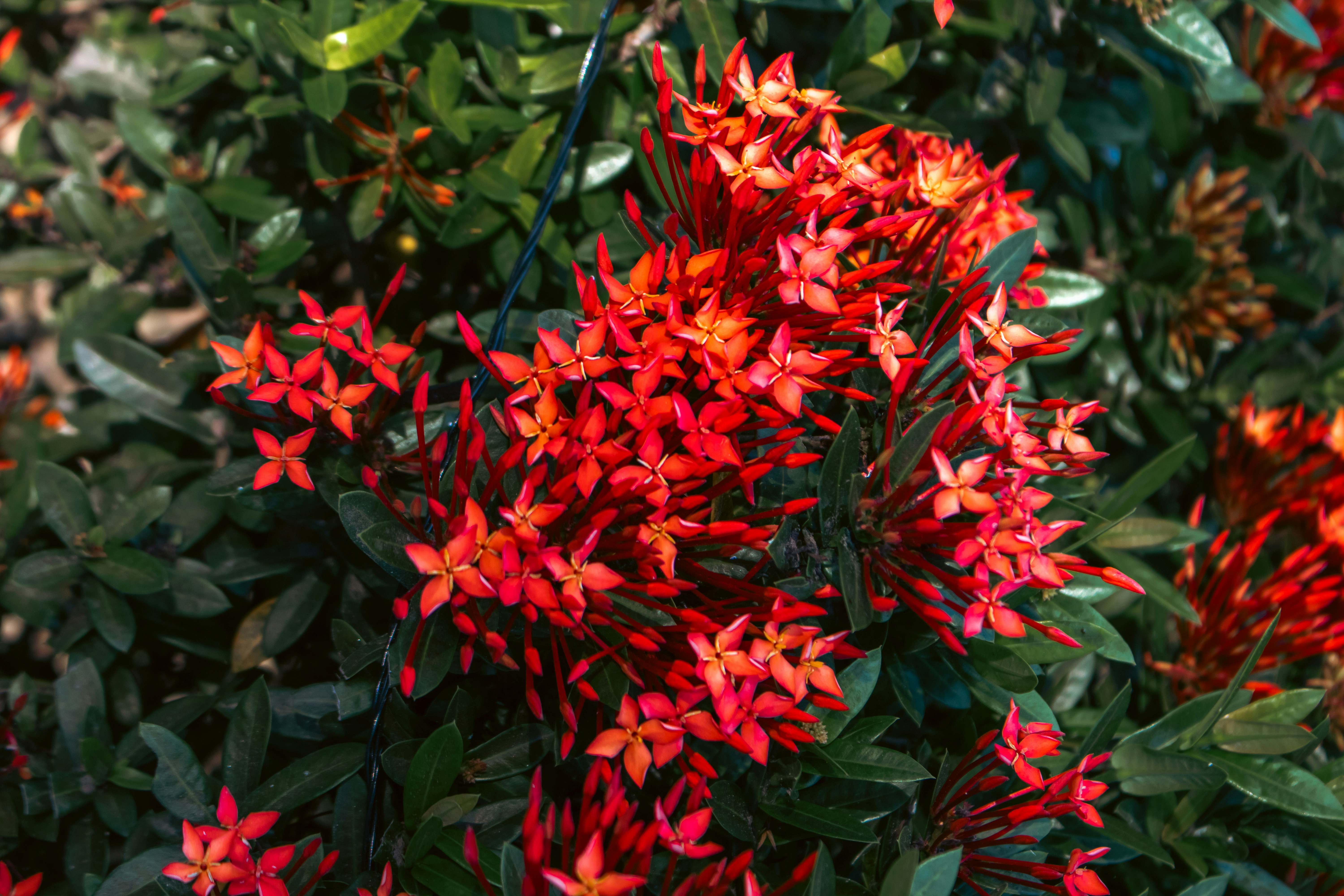 Photo by zoshuacolah