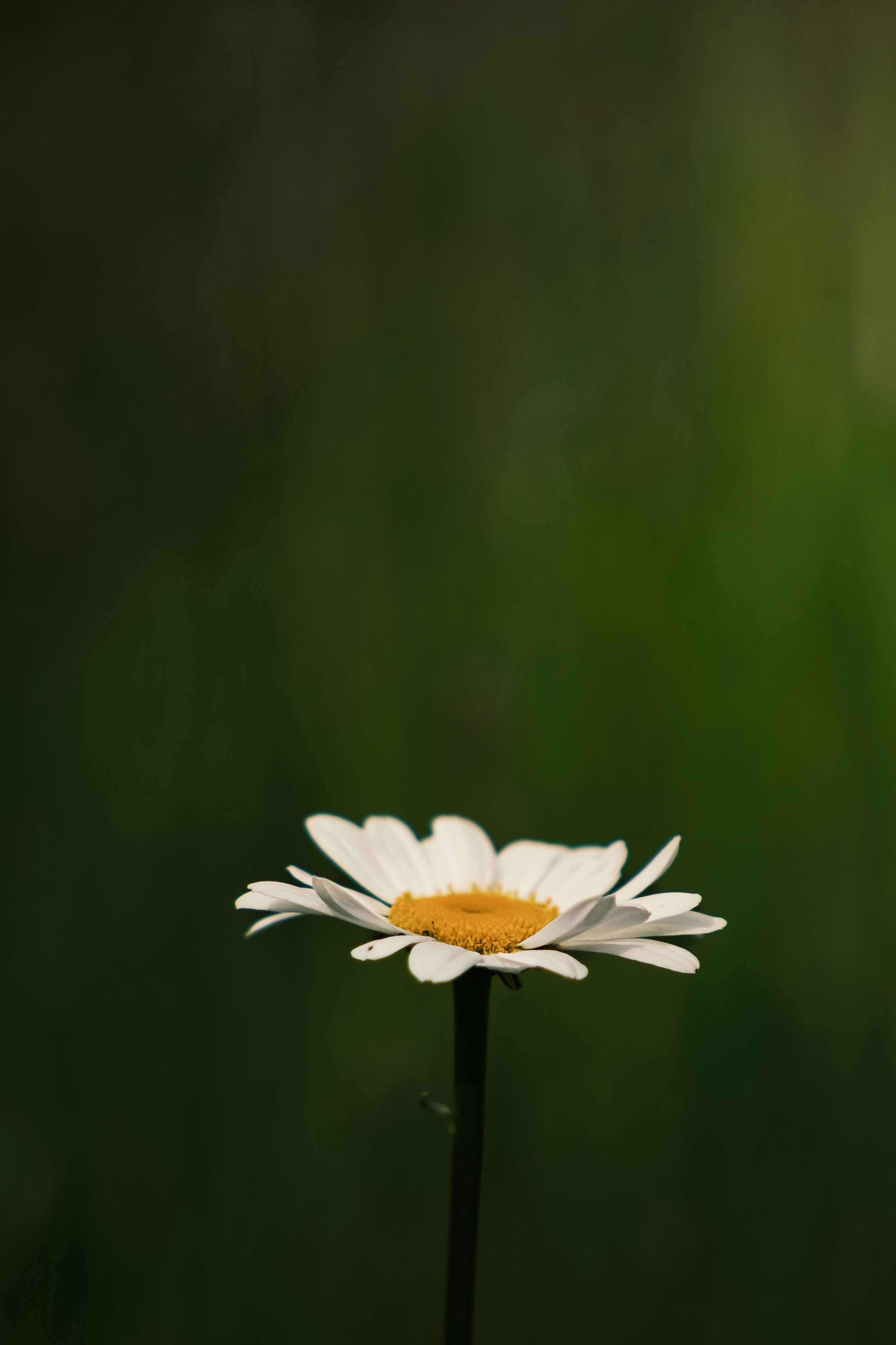 Photo by arlindphotography