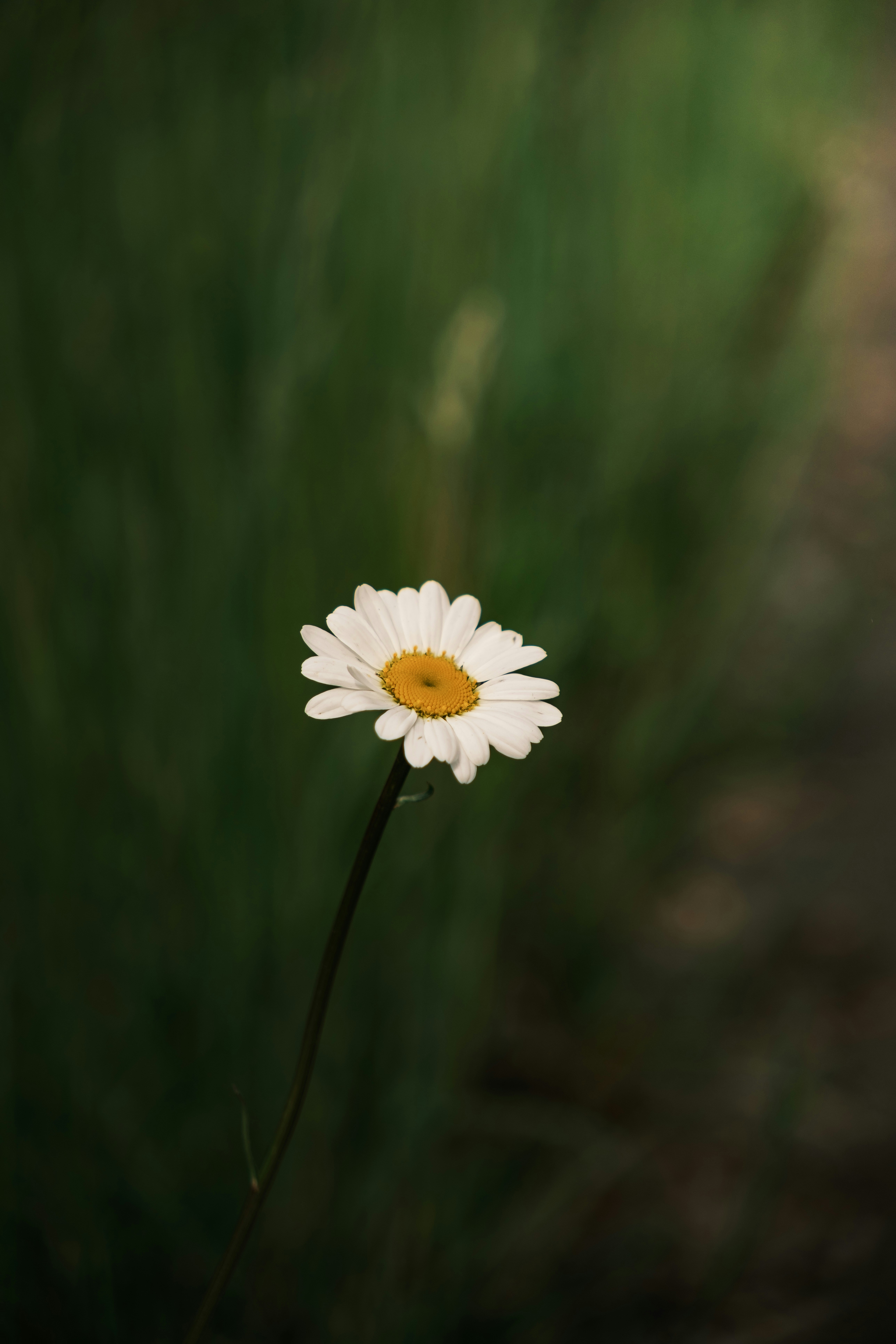 Photo by arlindphotography