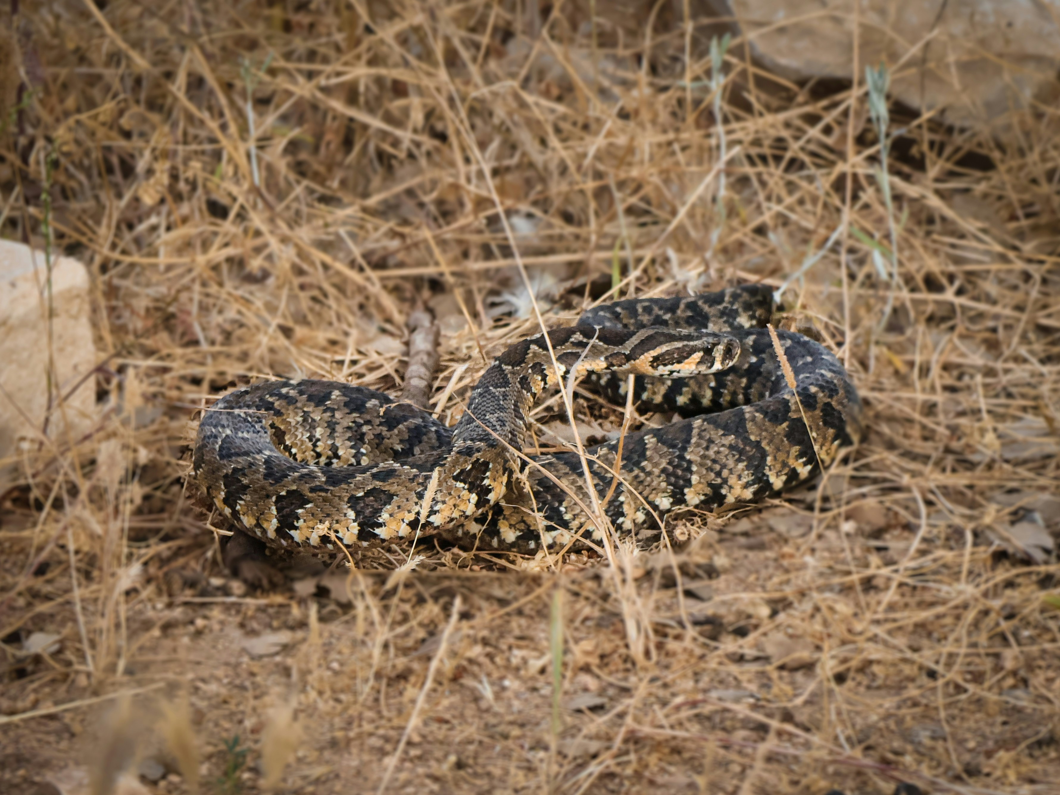 A rattlesnake coiled in dry grass and dirt.