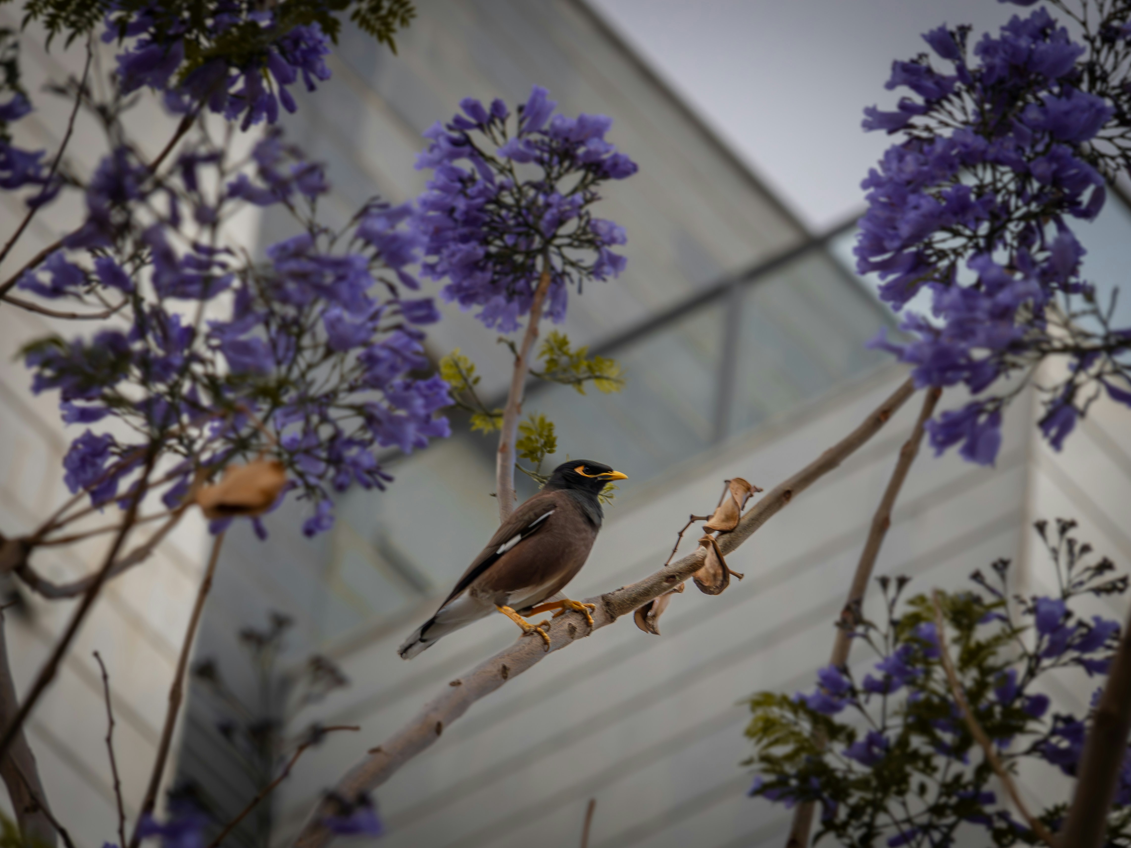 A bird perches on a branch among purple flowers.