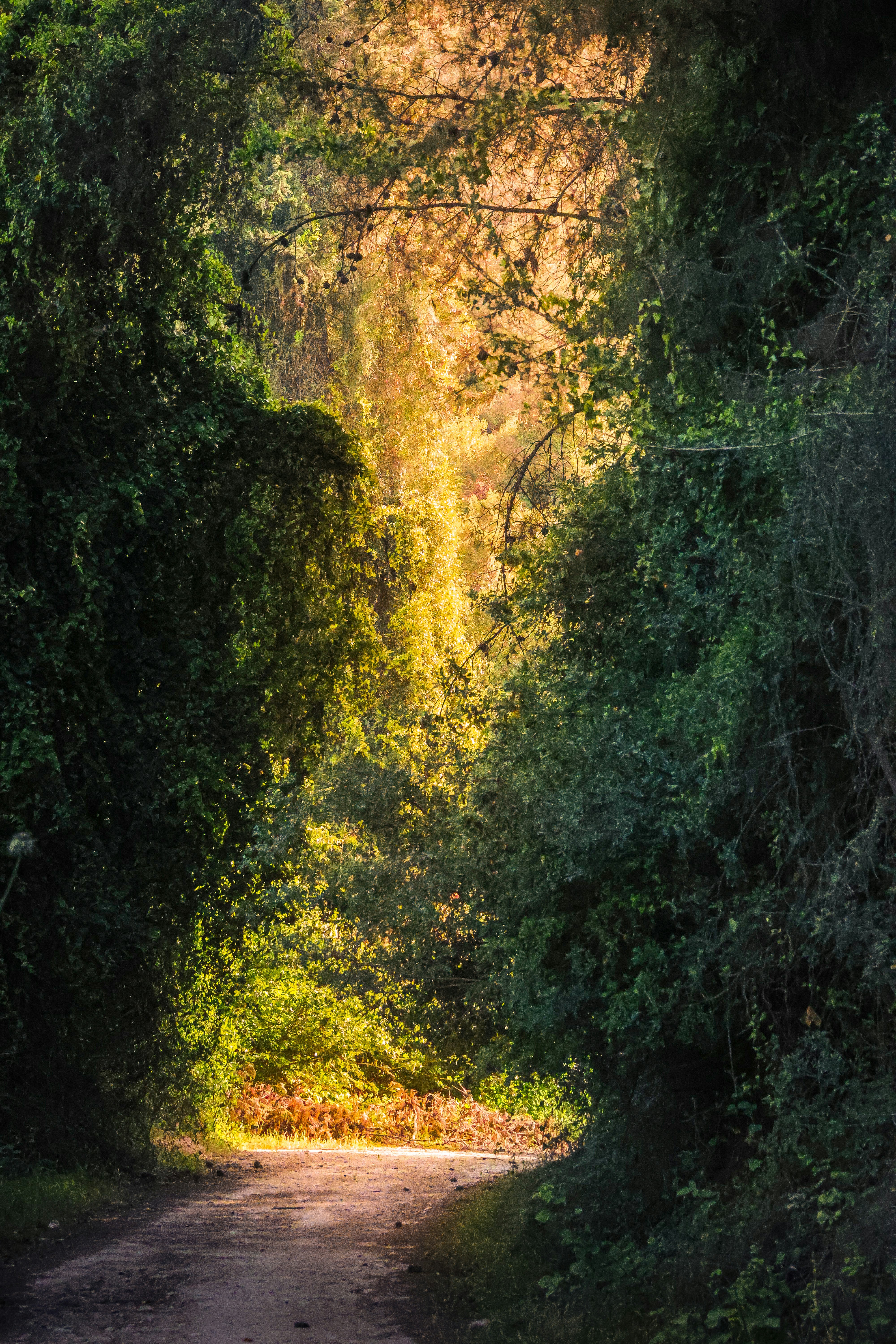 A sunlit path winds through lush green forest foliage.