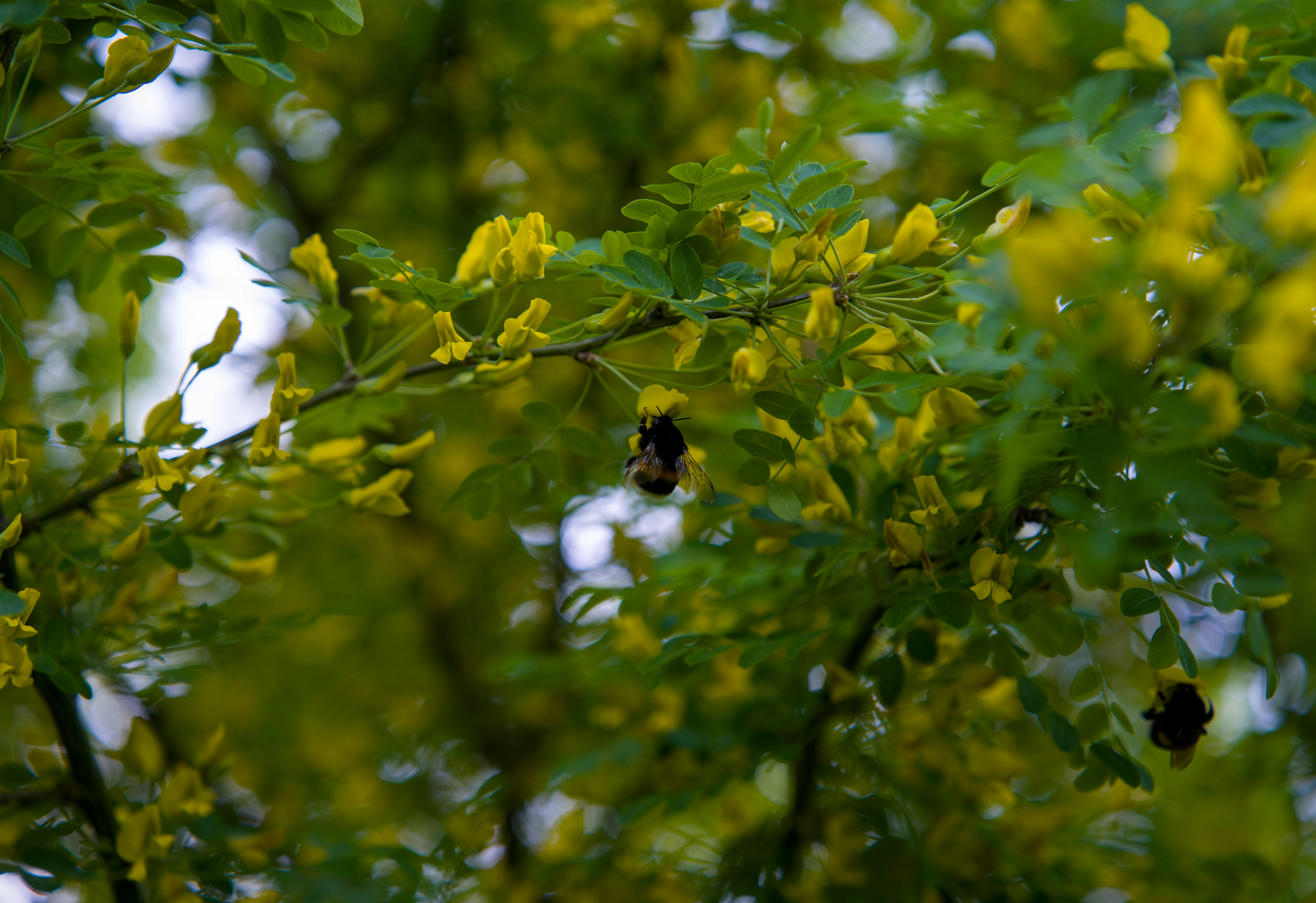 A bee on a branch with vibrant yellow flowers