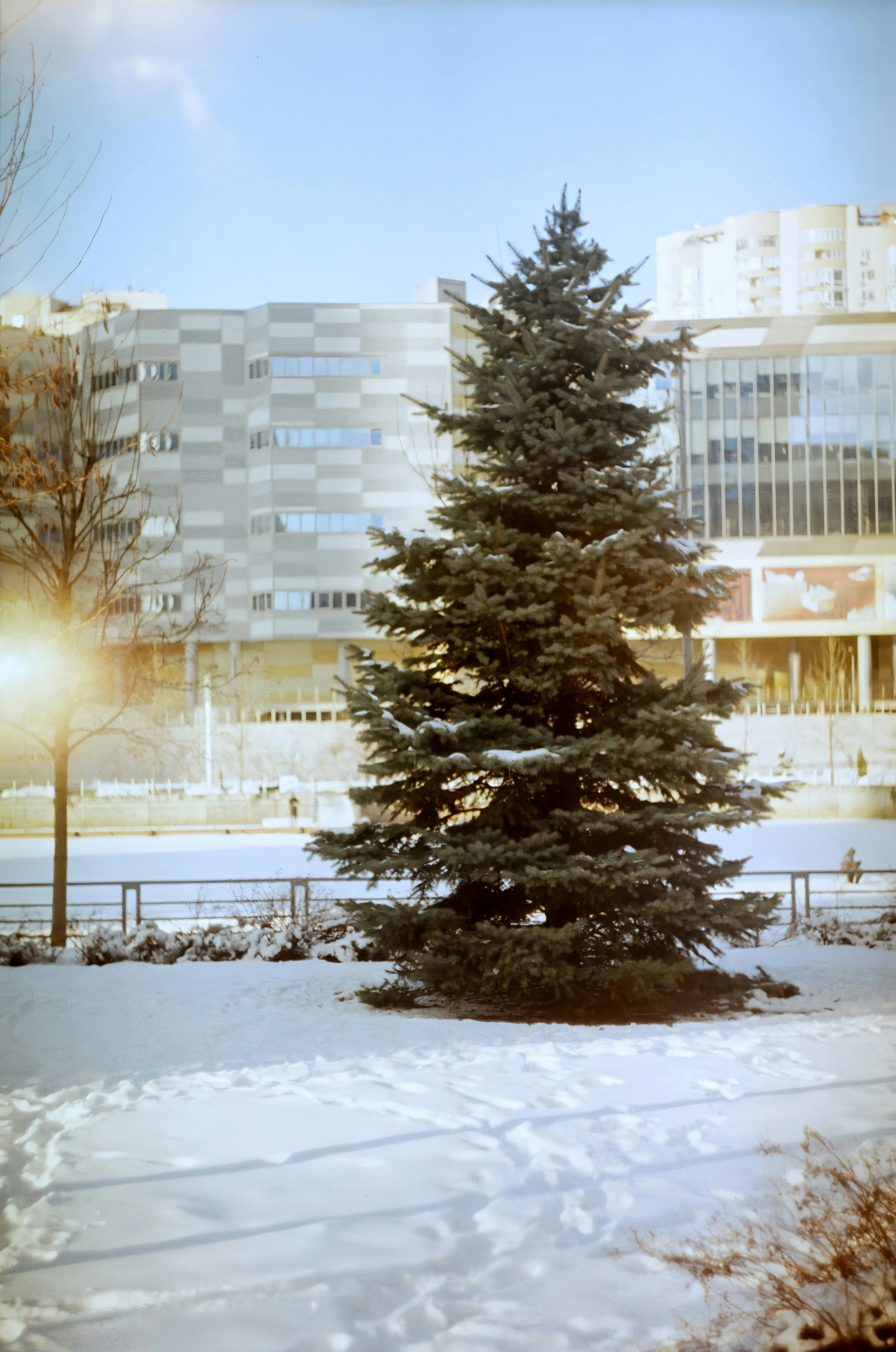 Großer immergrüner Baum im Schnee mit Stadtgebäuden.