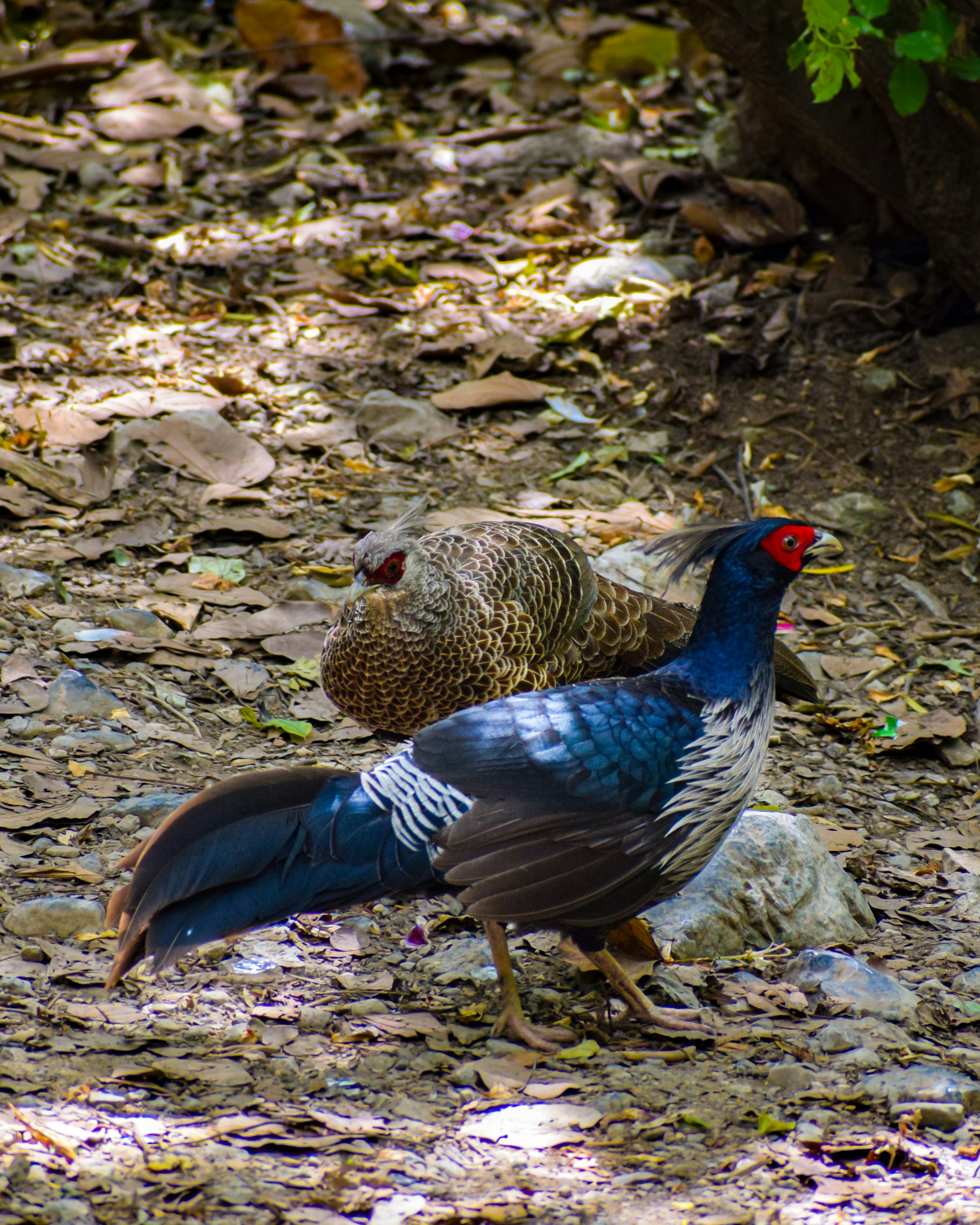 A pair of pheasants on the forest floor