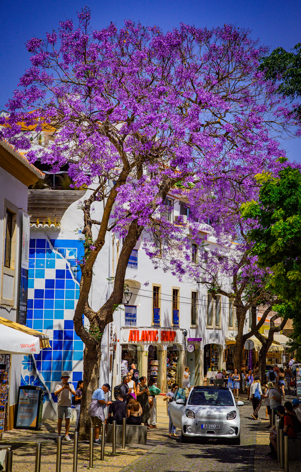 Jacarandas in full purple bloom over a Lisbon street, the city's signature May sight
