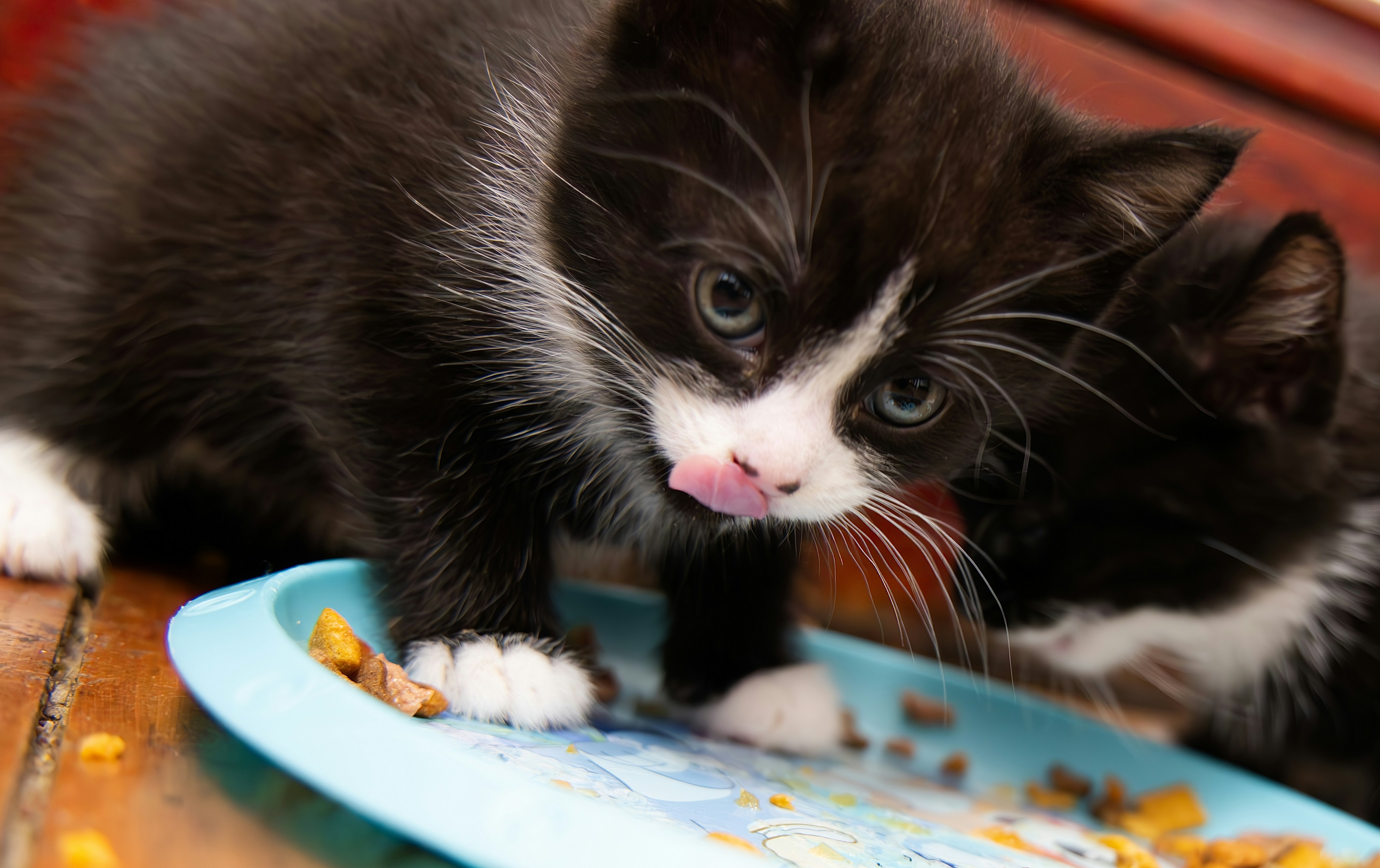 Affordable Premium Kitten Food Brands for Healthy Bone Development