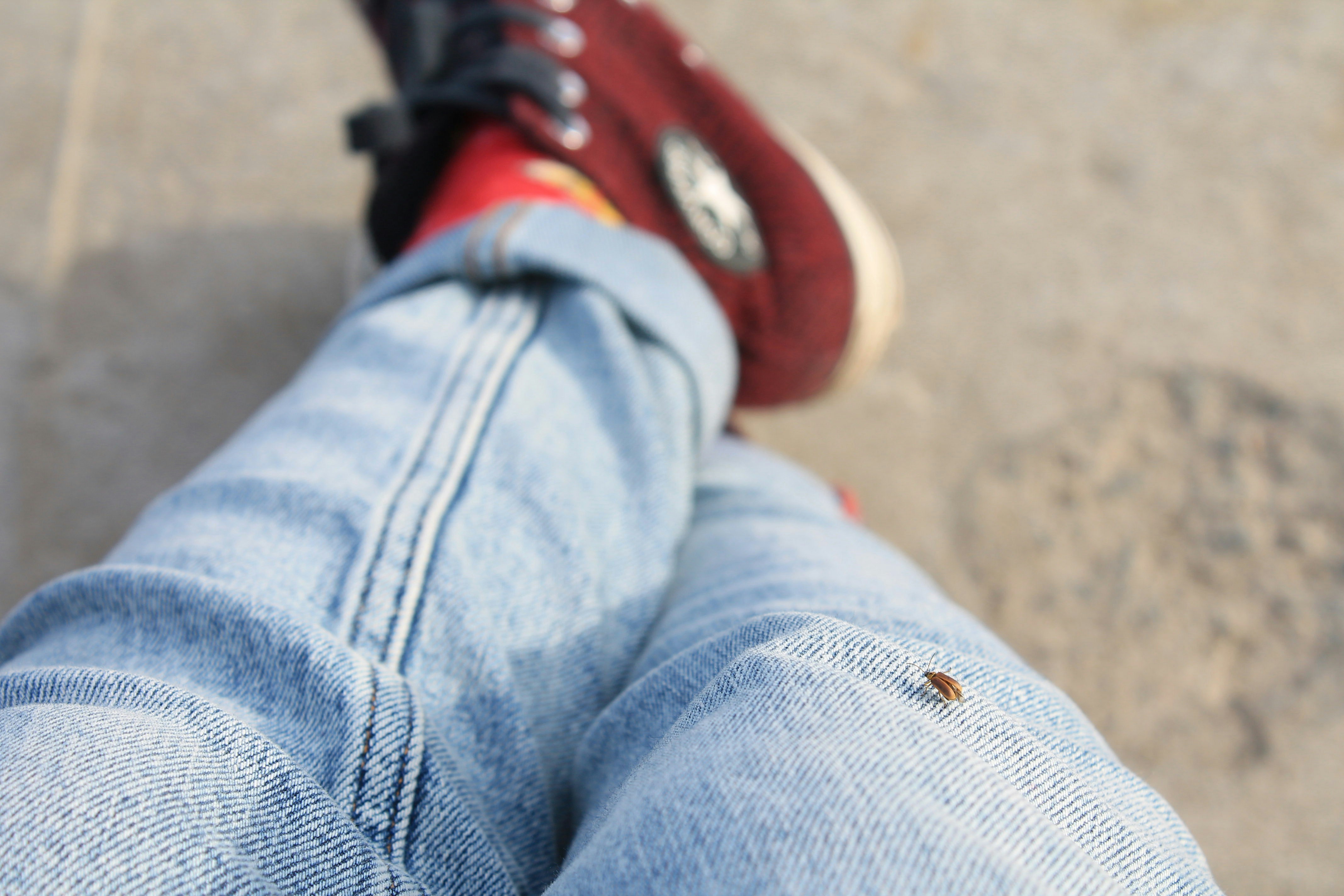 A small insect rests on a person's light blue jeans.