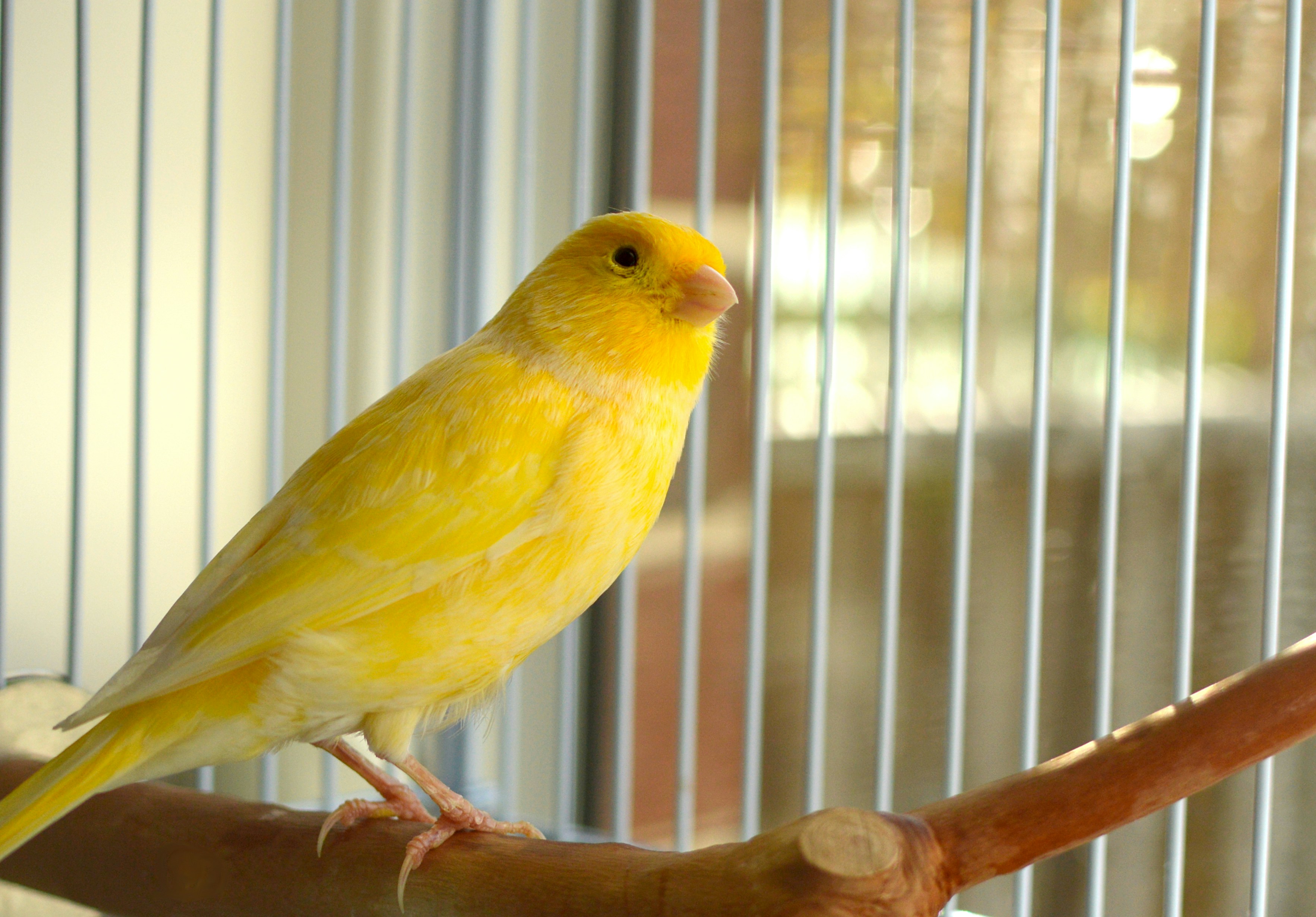 Seekor burung kenari kuning cerah bertengger di dalam kandang.
