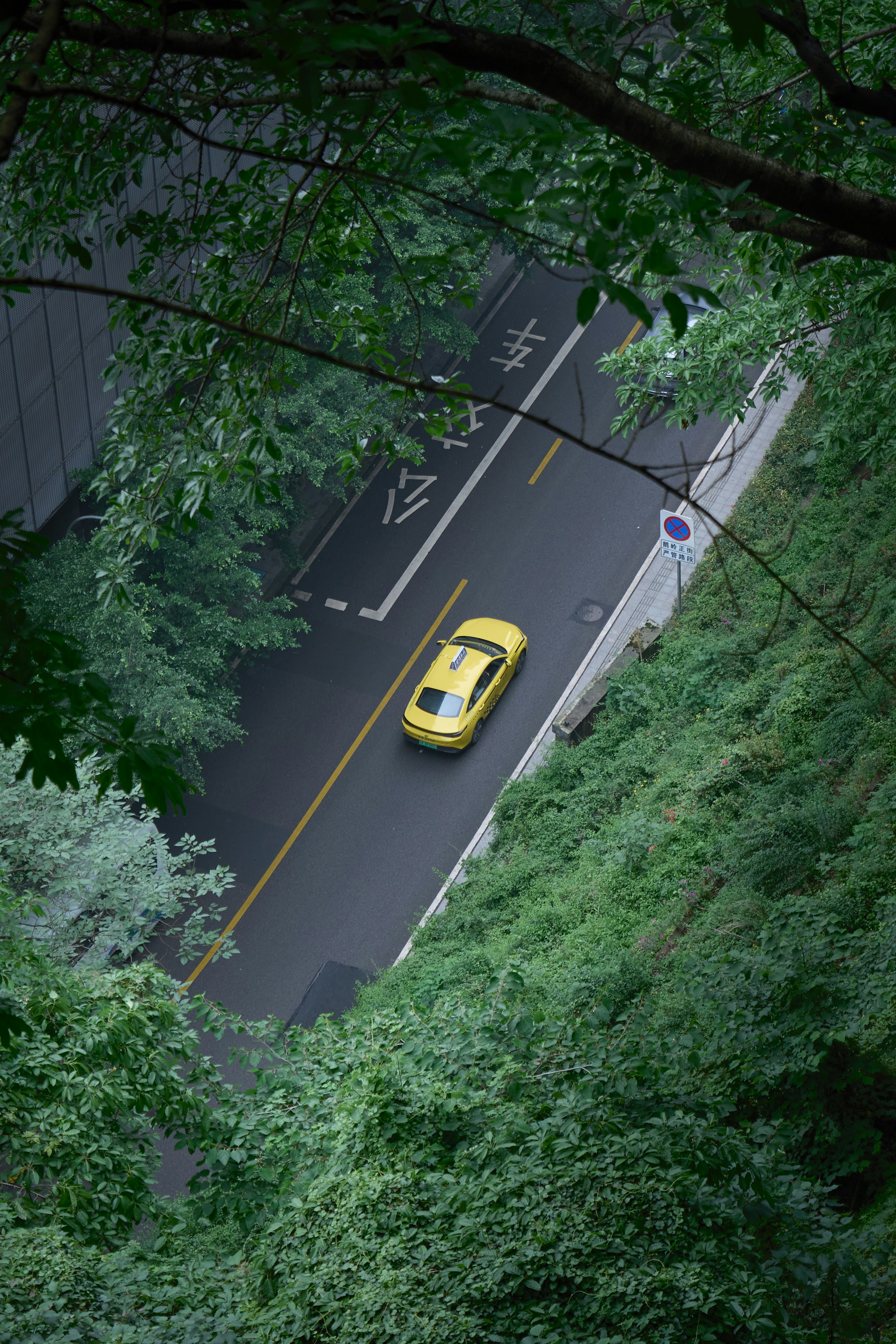 Carro amarelo circula por uma estrada em meio a uma folhagem verde densa.