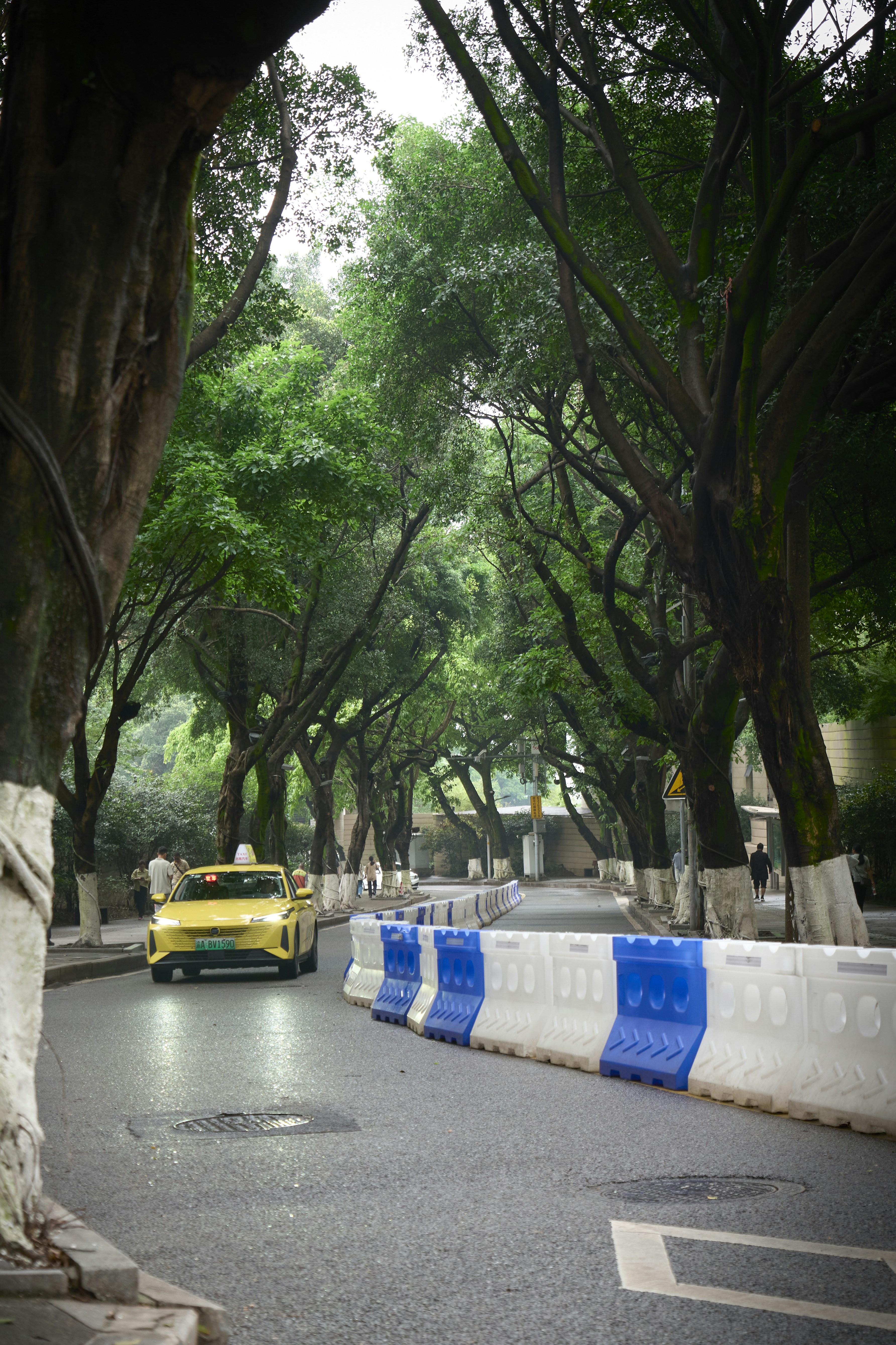 Um táxi amarelo passa por uma estrada arborizada com barreiras.