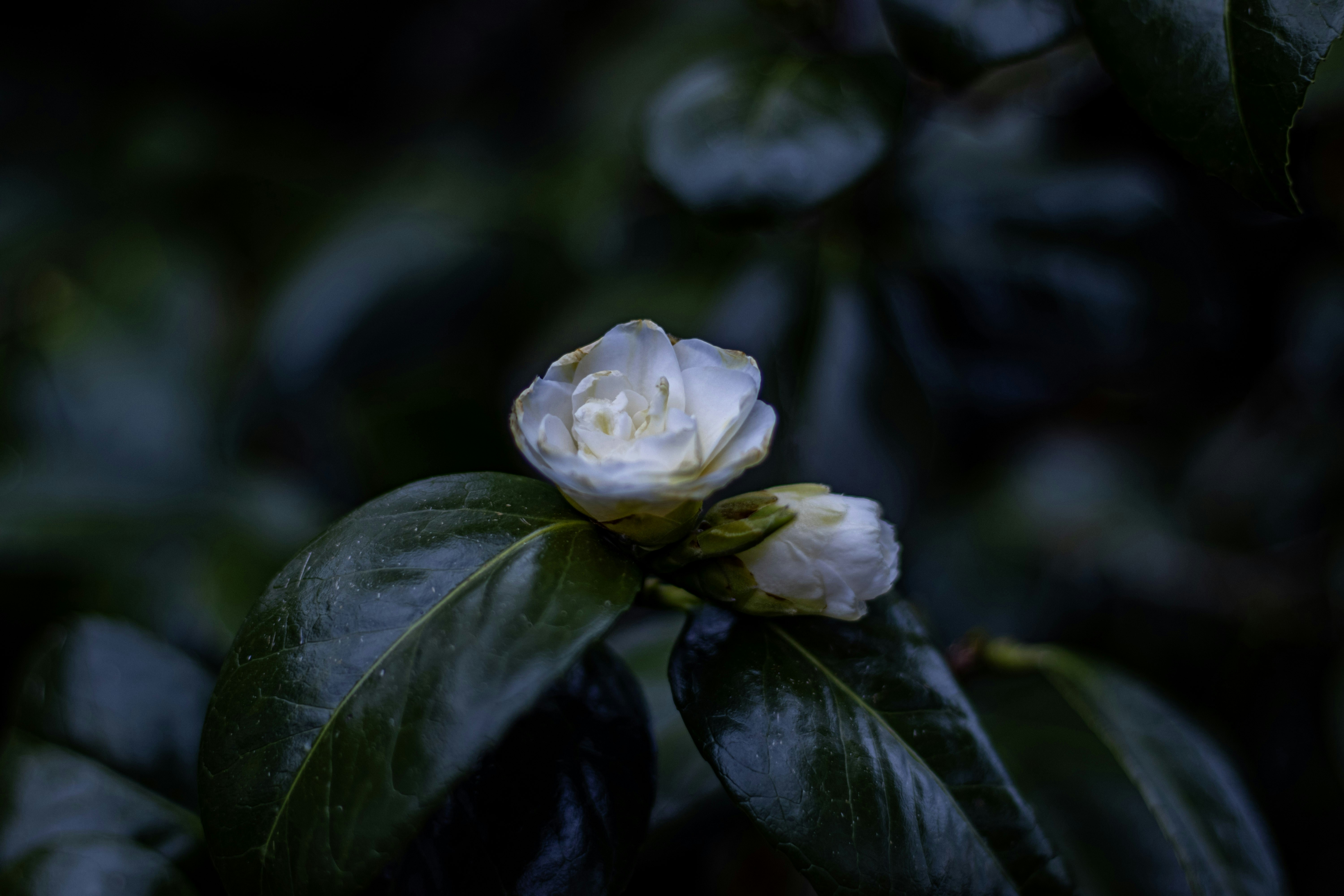 Photo by photocekici