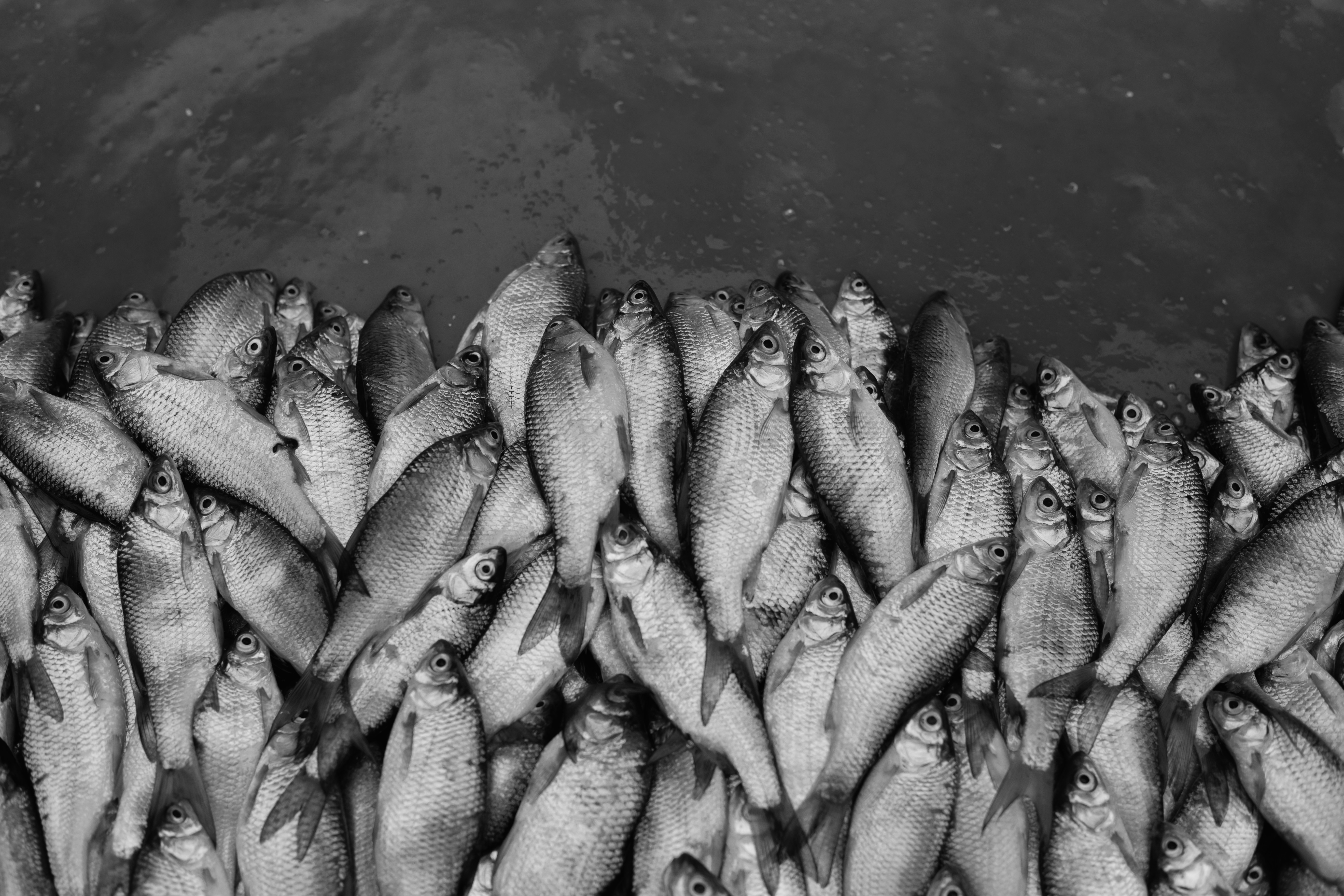 Ikan yang baru ditangkap menumpuk bersama di permukaan yang gelap.