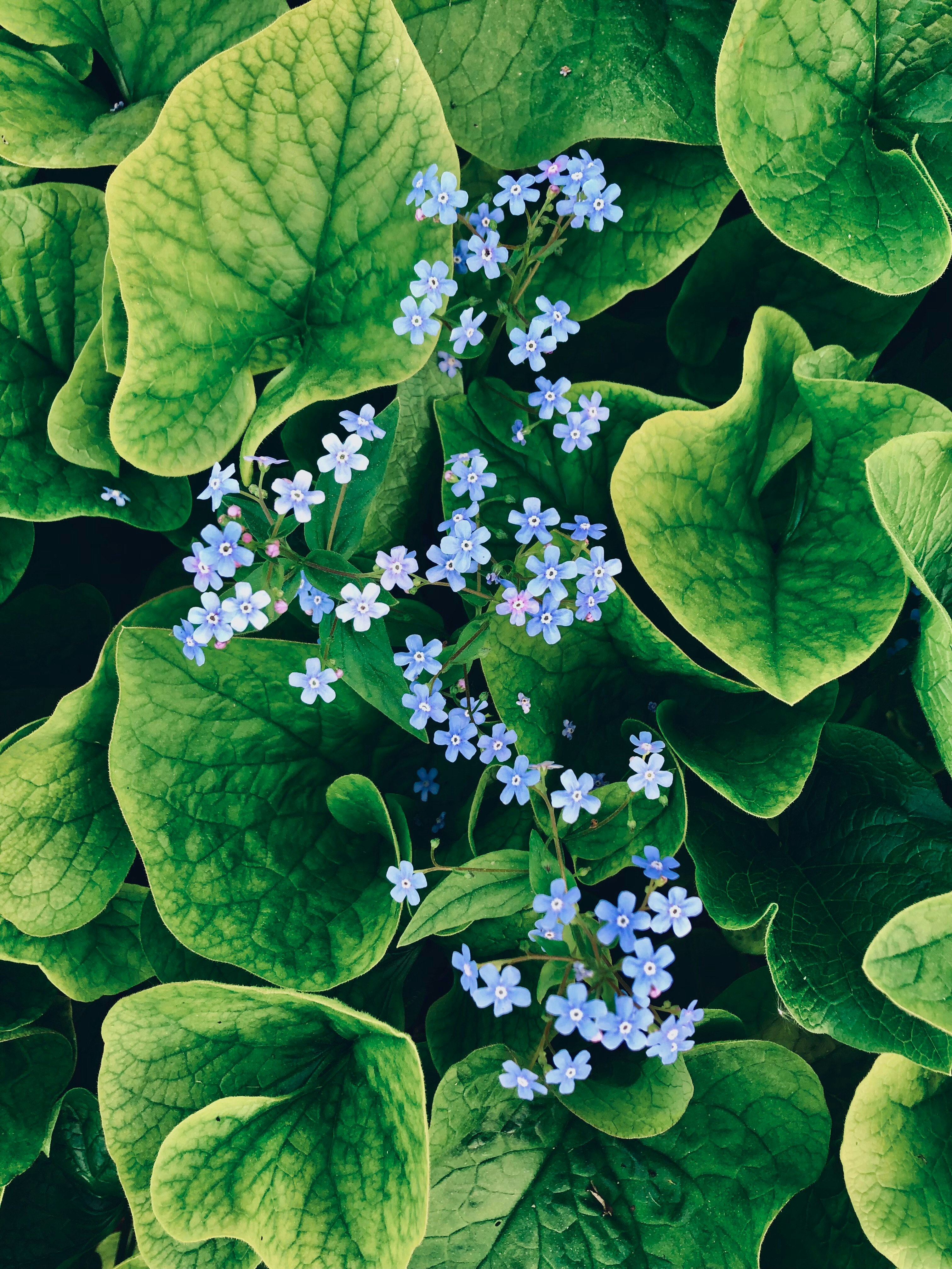 Small blue flowers bloom among large green leaves.