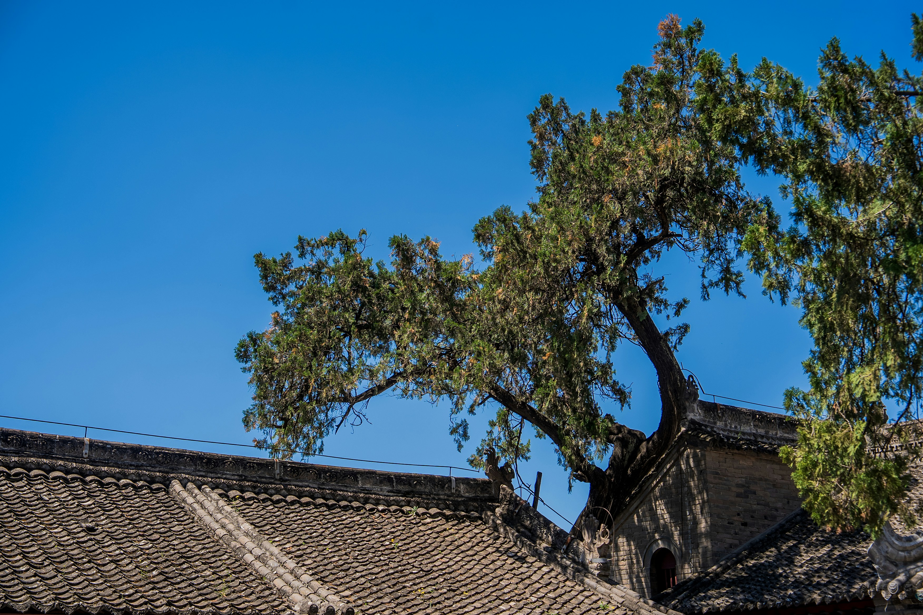 Un vecchio albero che cresce da un tradizionale tetto in tegole.