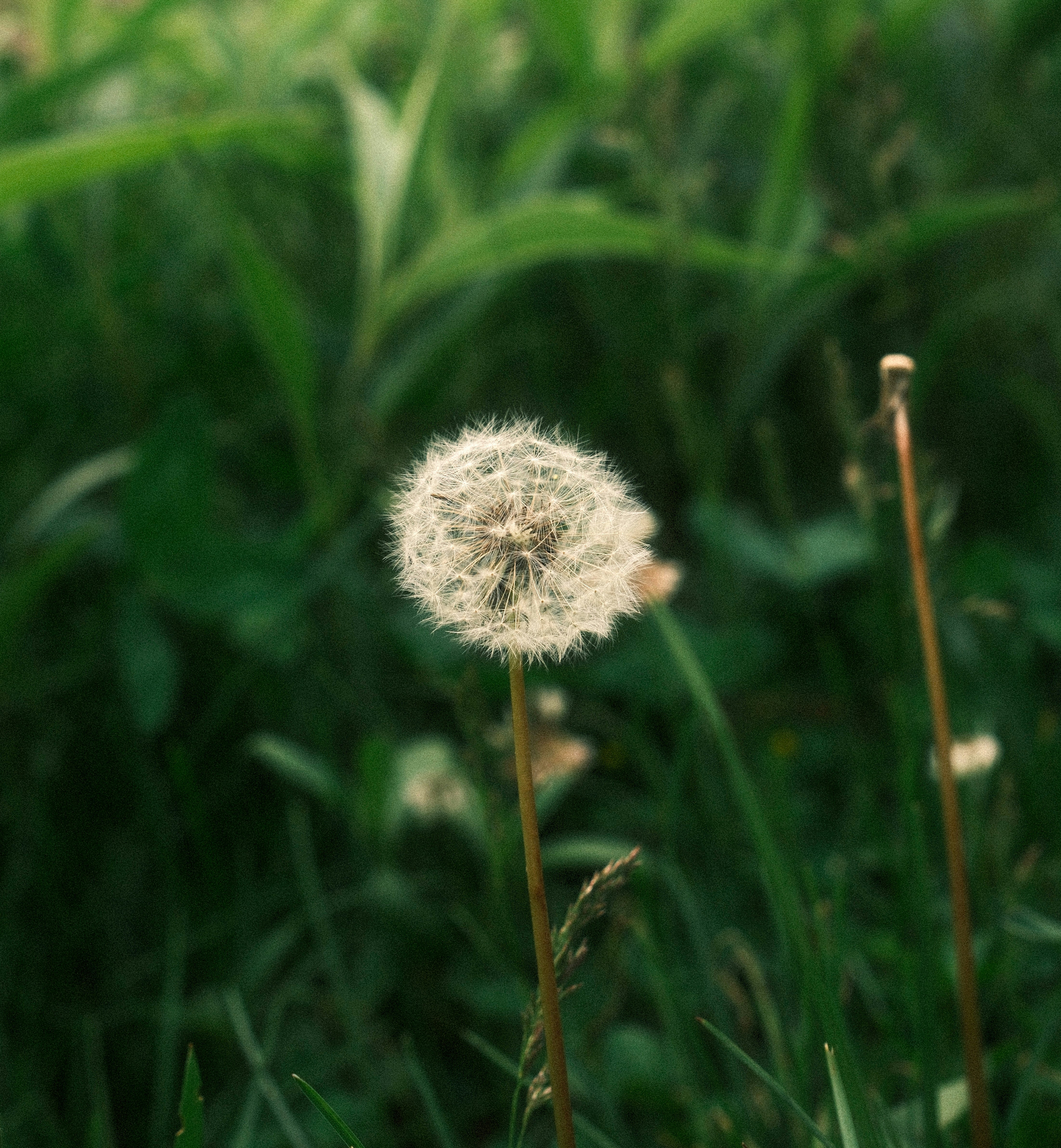 Photo by drbijaykc