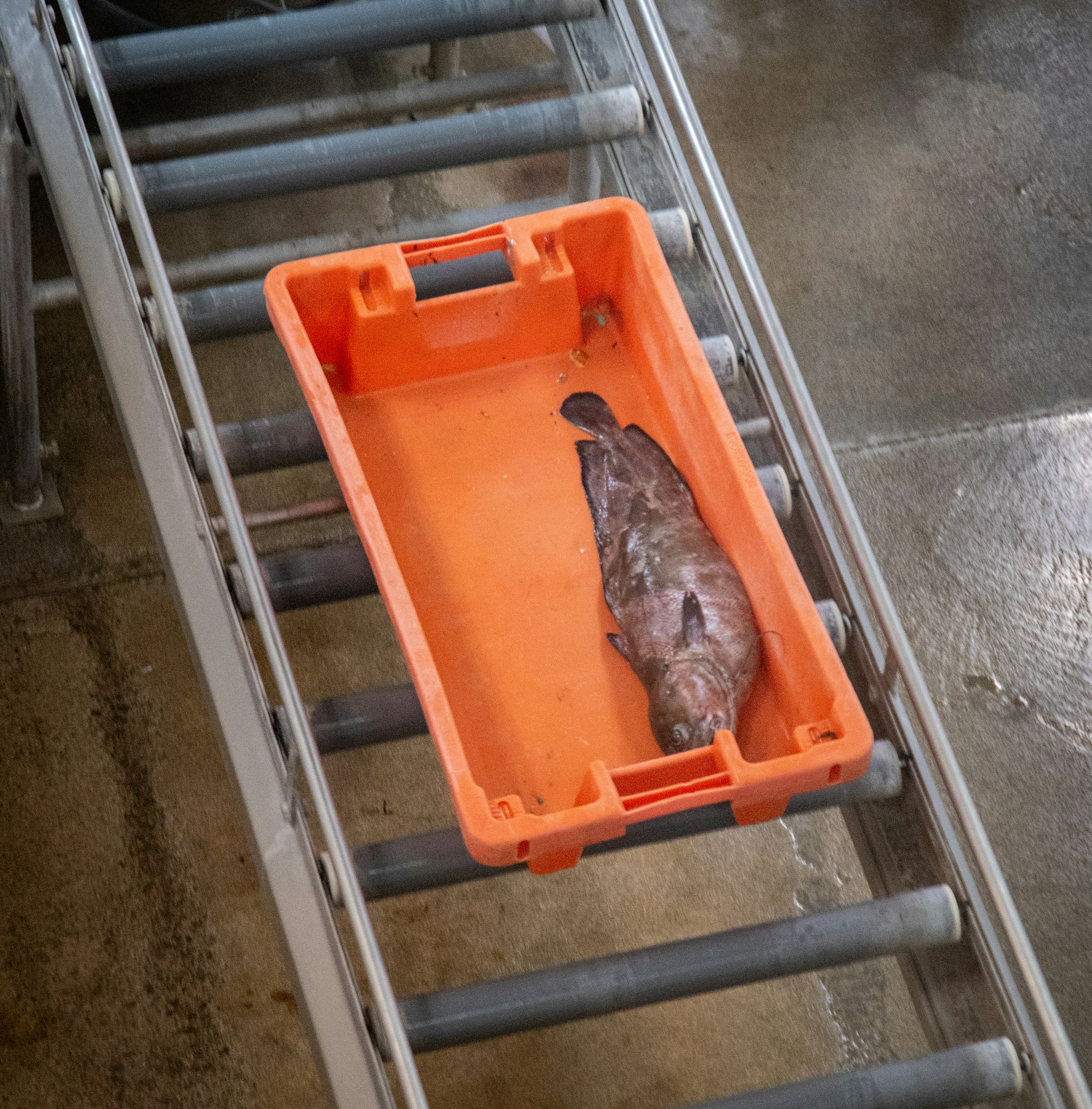 Fresh fish in an orange crate on a conveyor