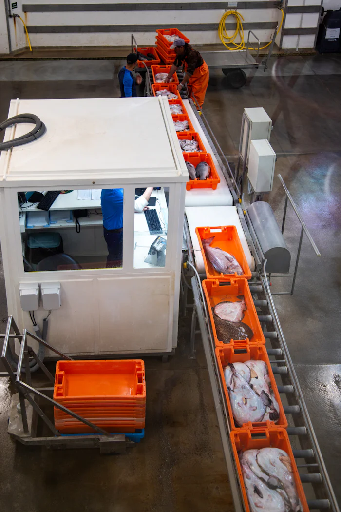 Ouvriers triant du poisson sur un convoyeur dans une usine de transformation